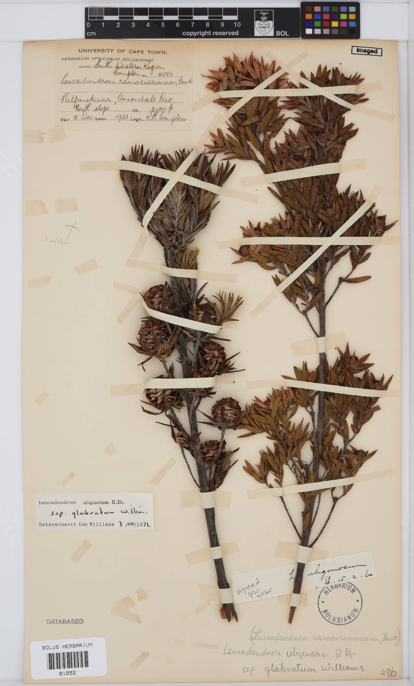 Leucadendron uliginosum subsp. glabratum image
