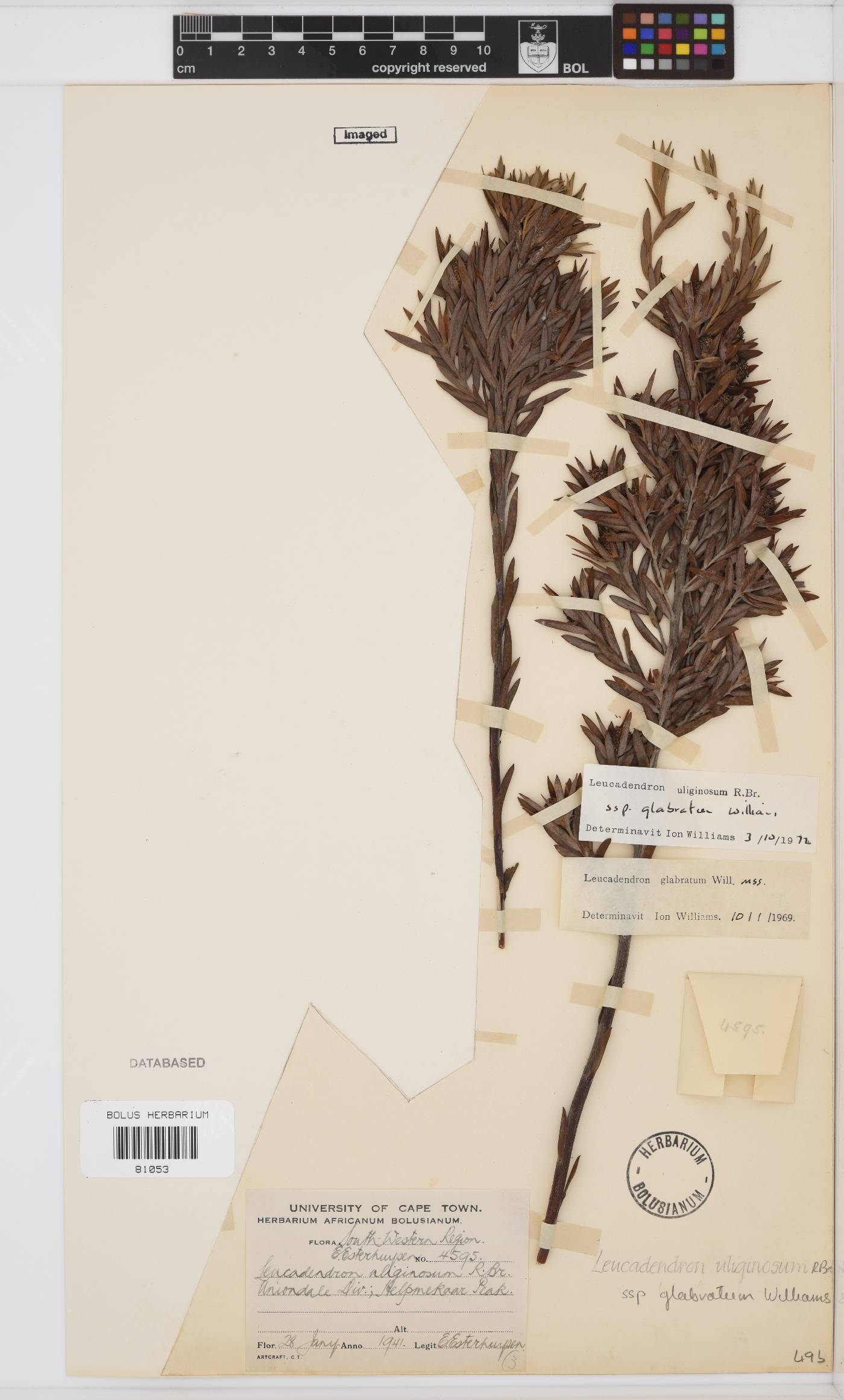 Leucadendron uliginosum image