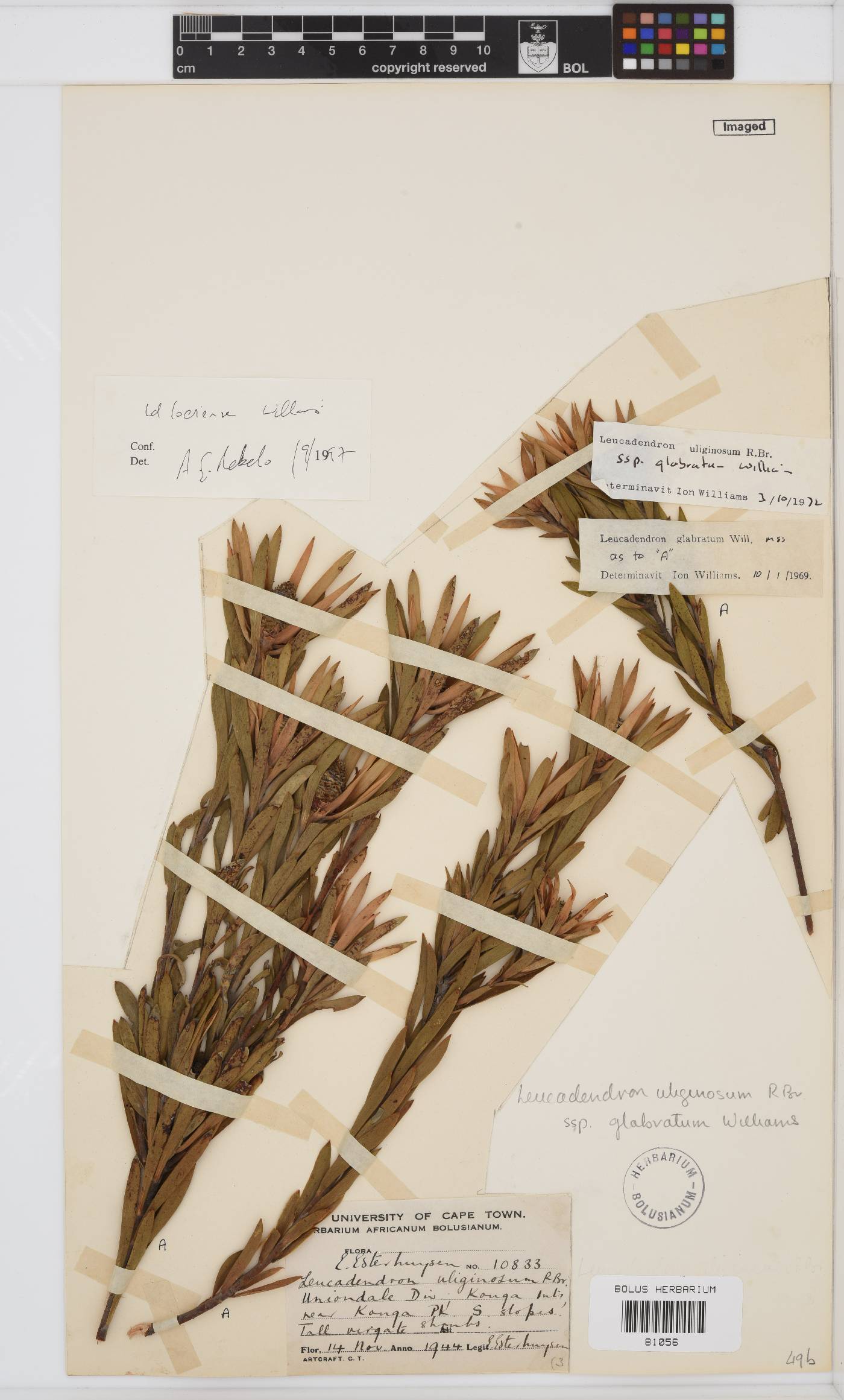 Leucadendron uliginosum subsp. glabratum image