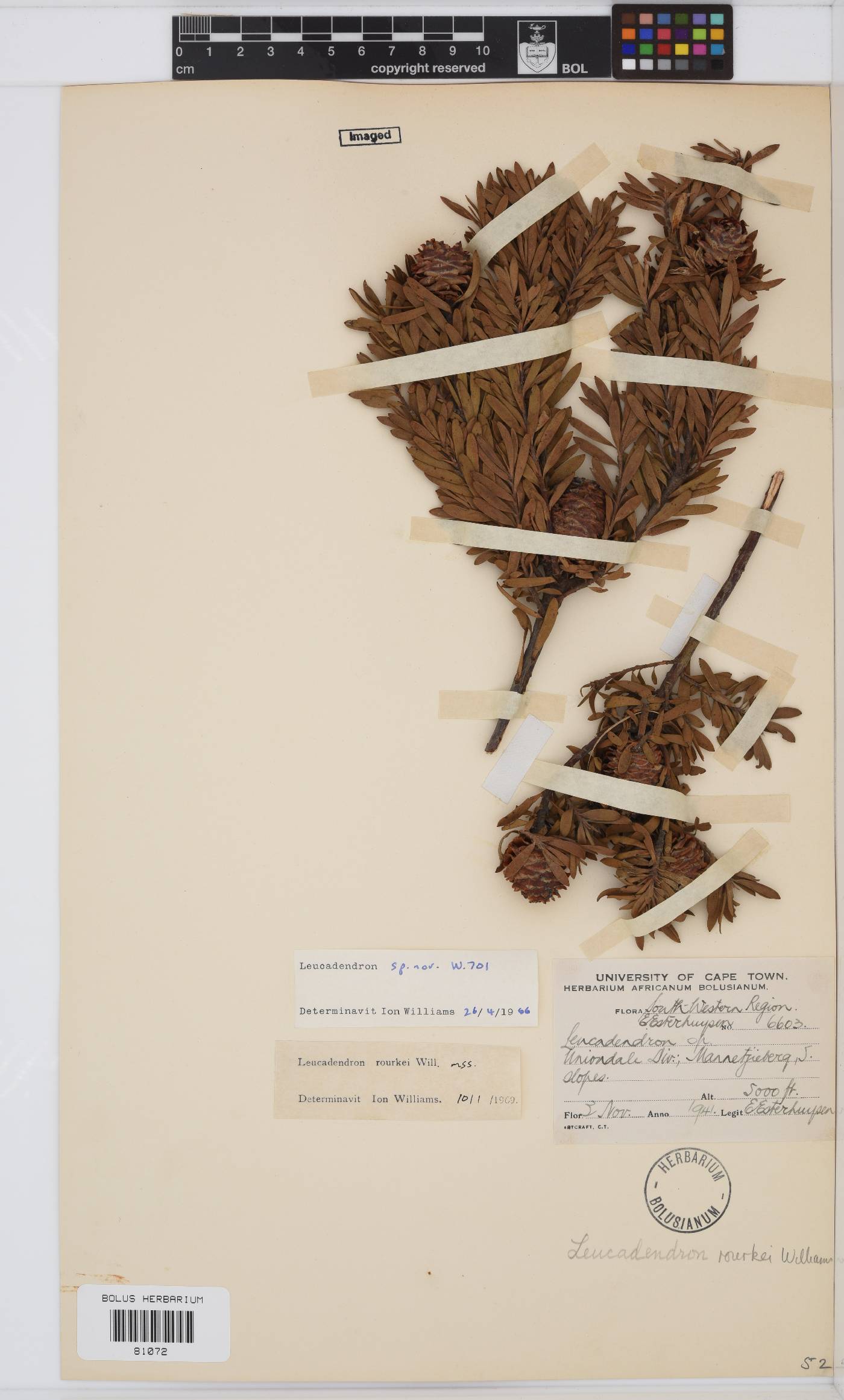 Leucadendron rourkei image