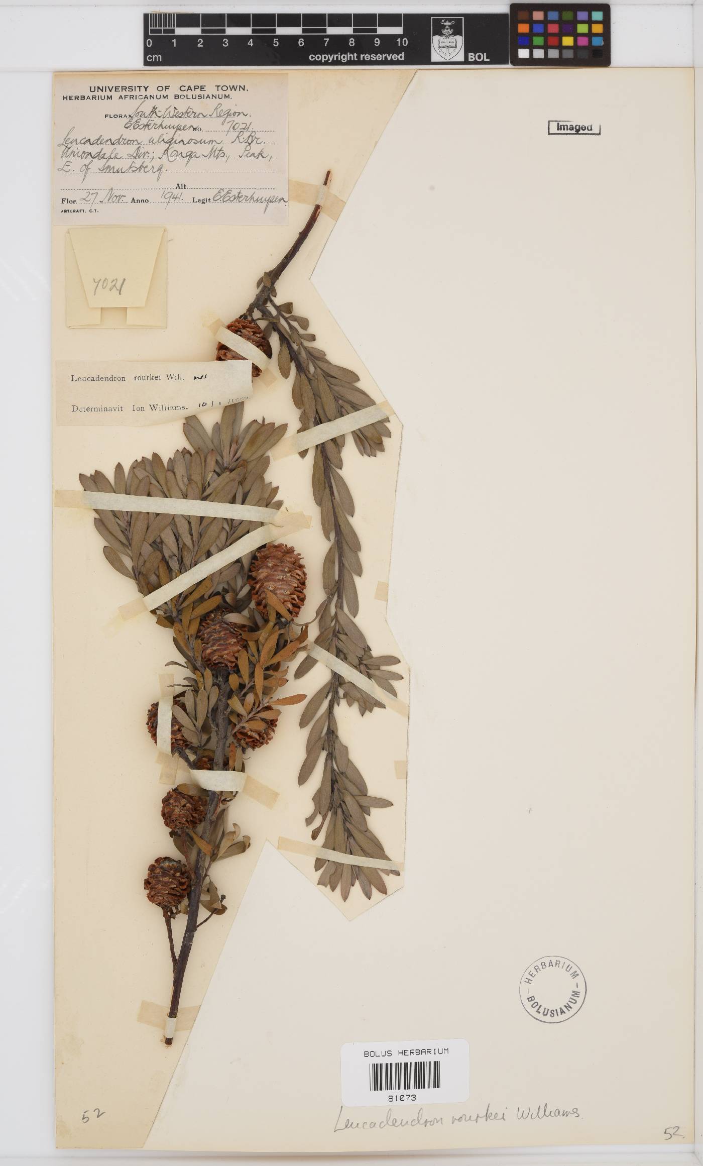 Leucadendron rourkei image
