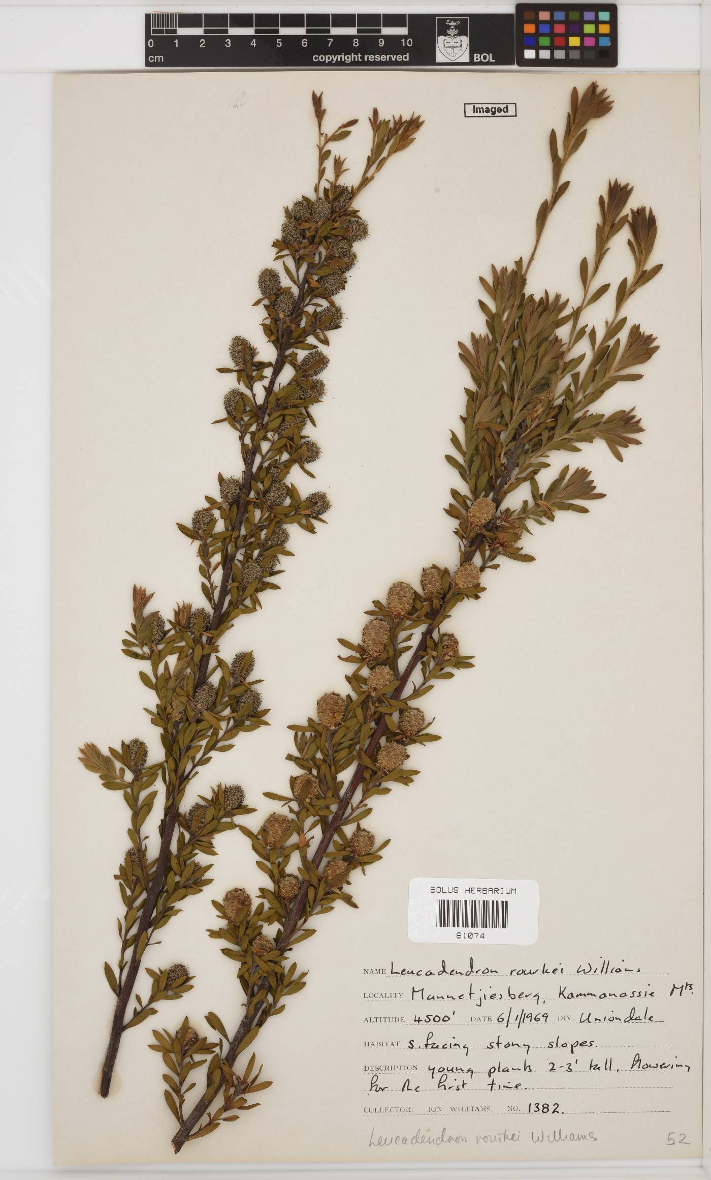 Leucadendron rourkei image
