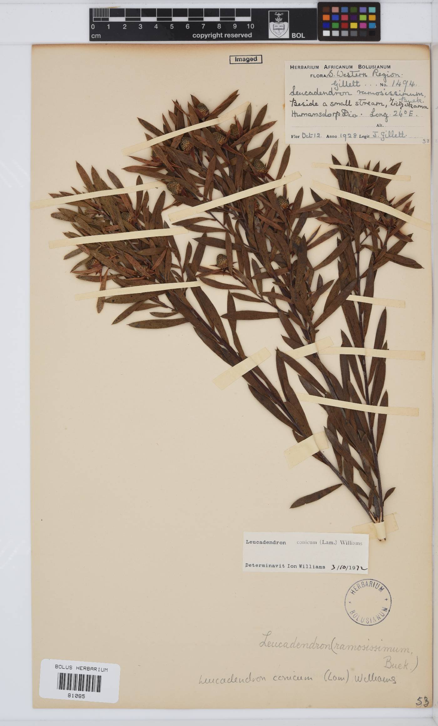 Leucadendron conicum image