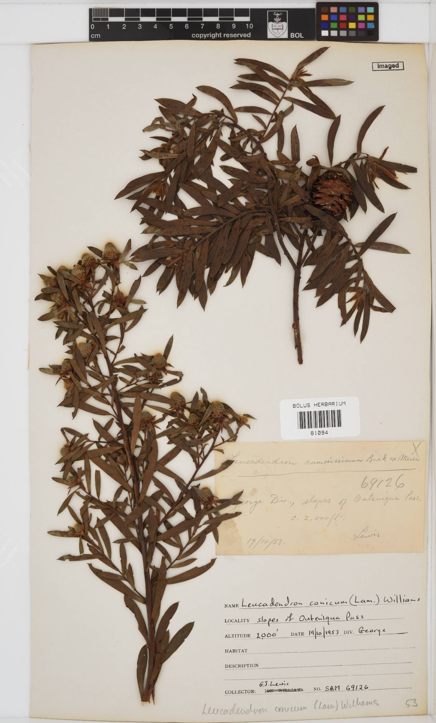 Leucadendron conicum image
