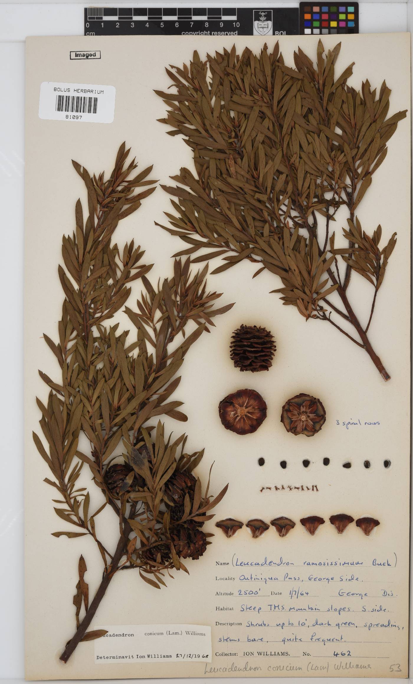 Leucadendron conicum image