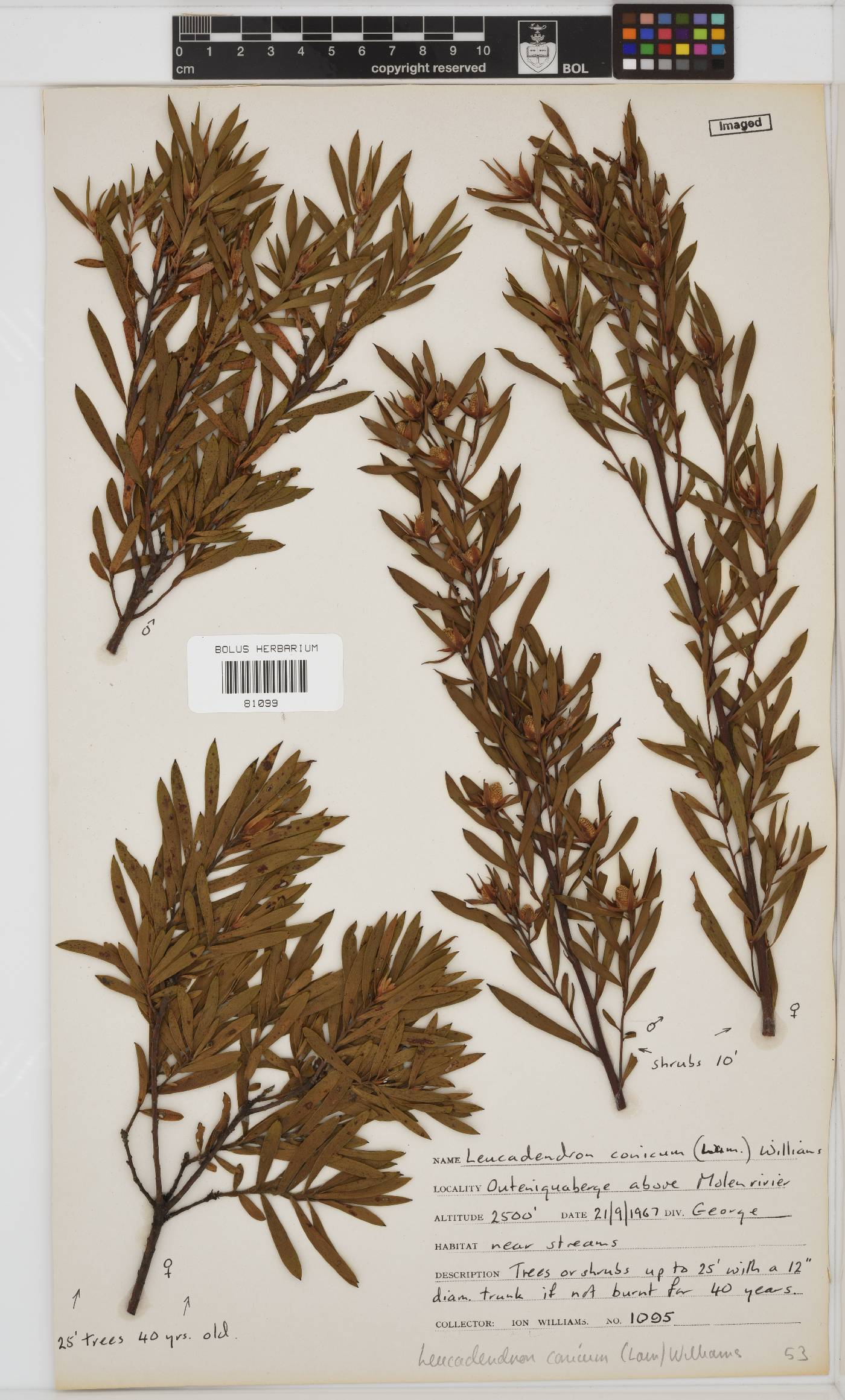 Leucadendron conicum image