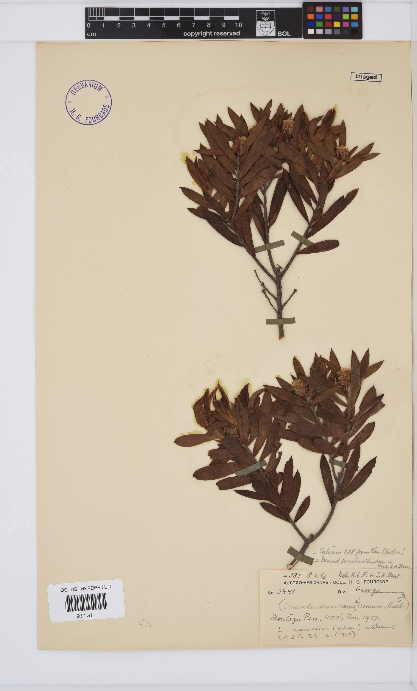 Leucadendron conicum image