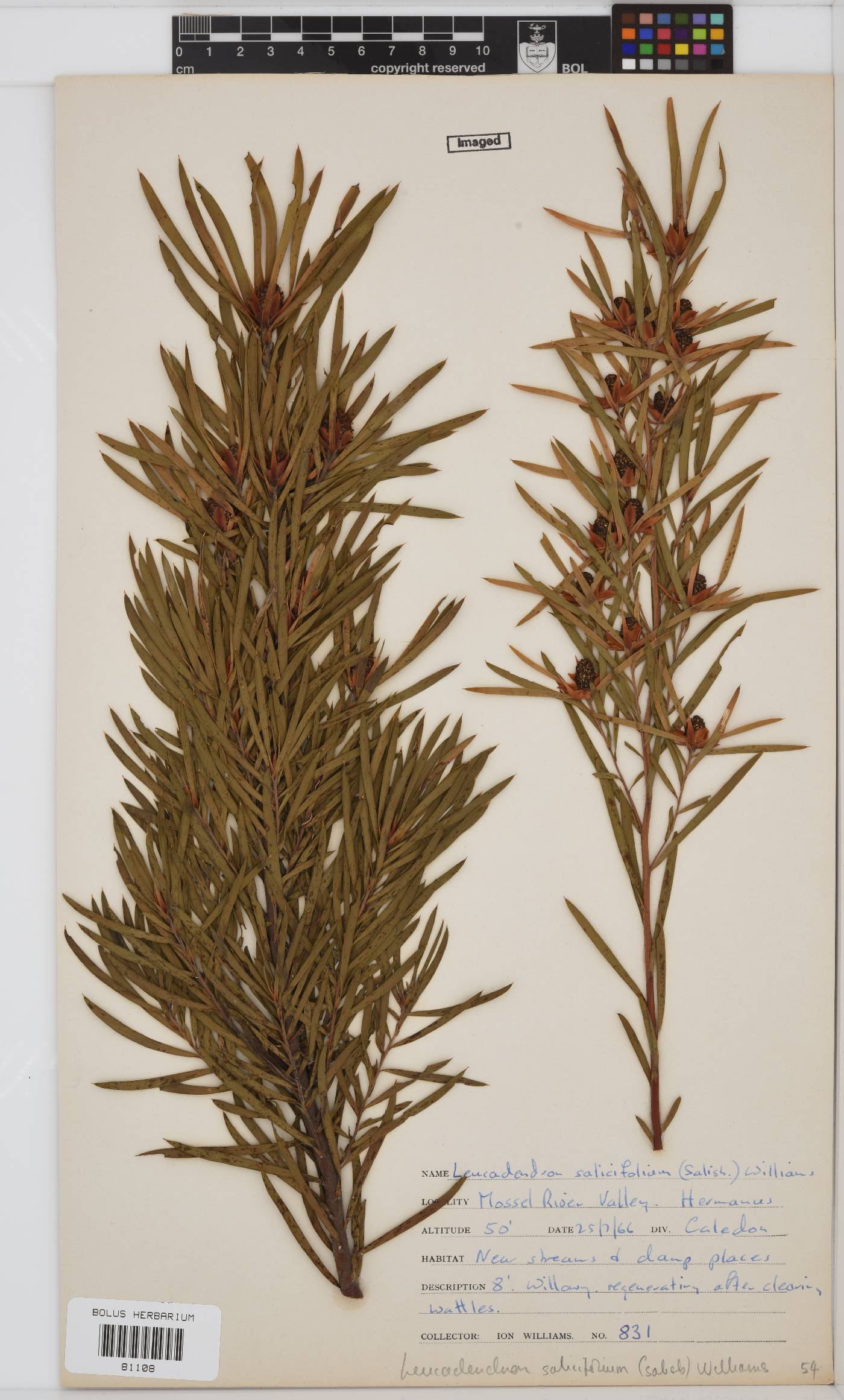 Leucadendron image