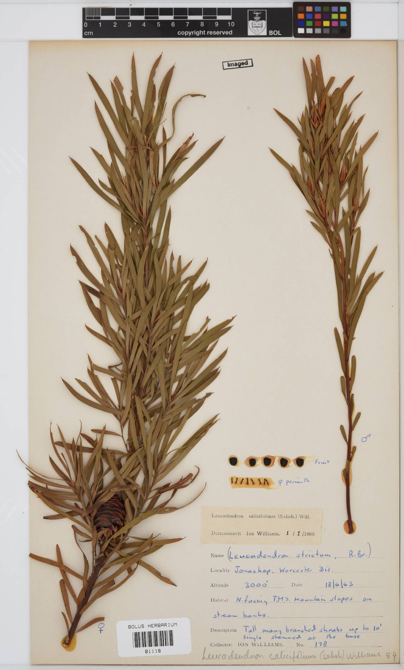 Leucadendron salicifolium image