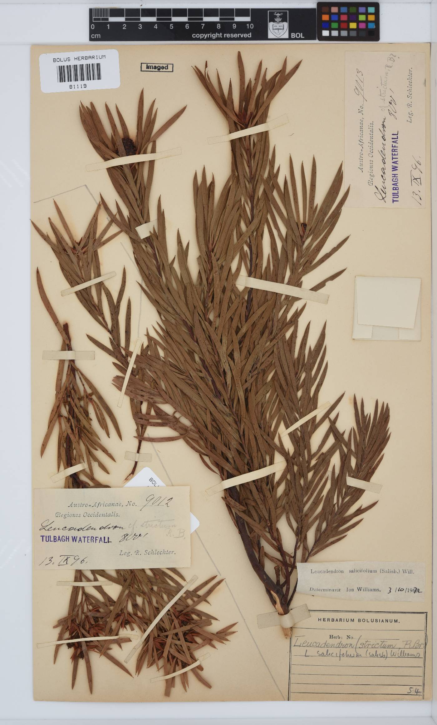 Leucadendron salicifolium image