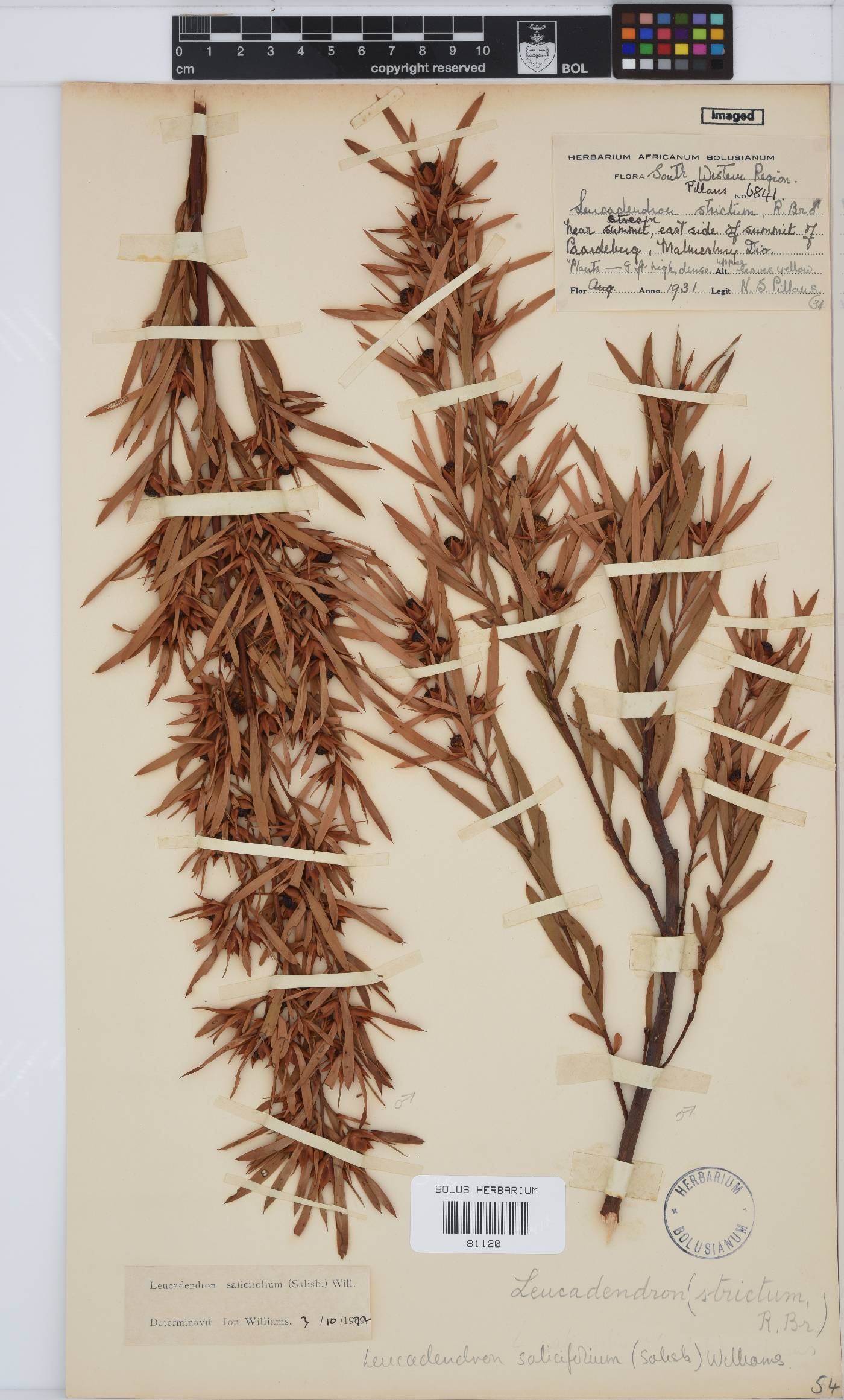 Leucadendron salicifolium image