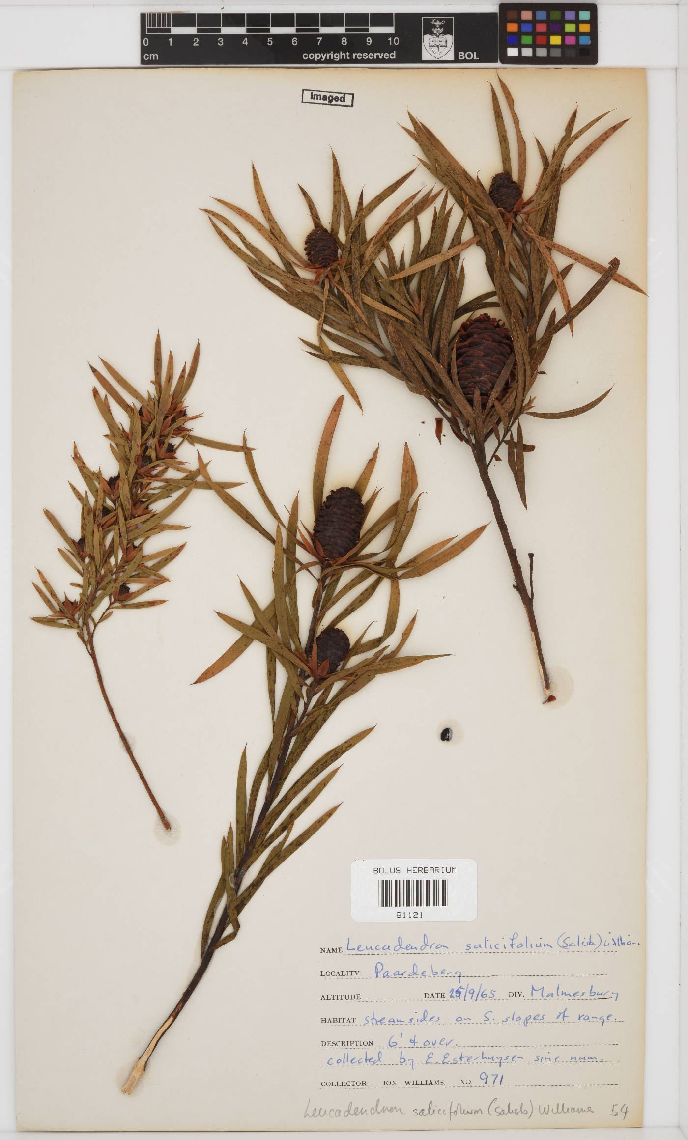 Leucadendron salicifolium image