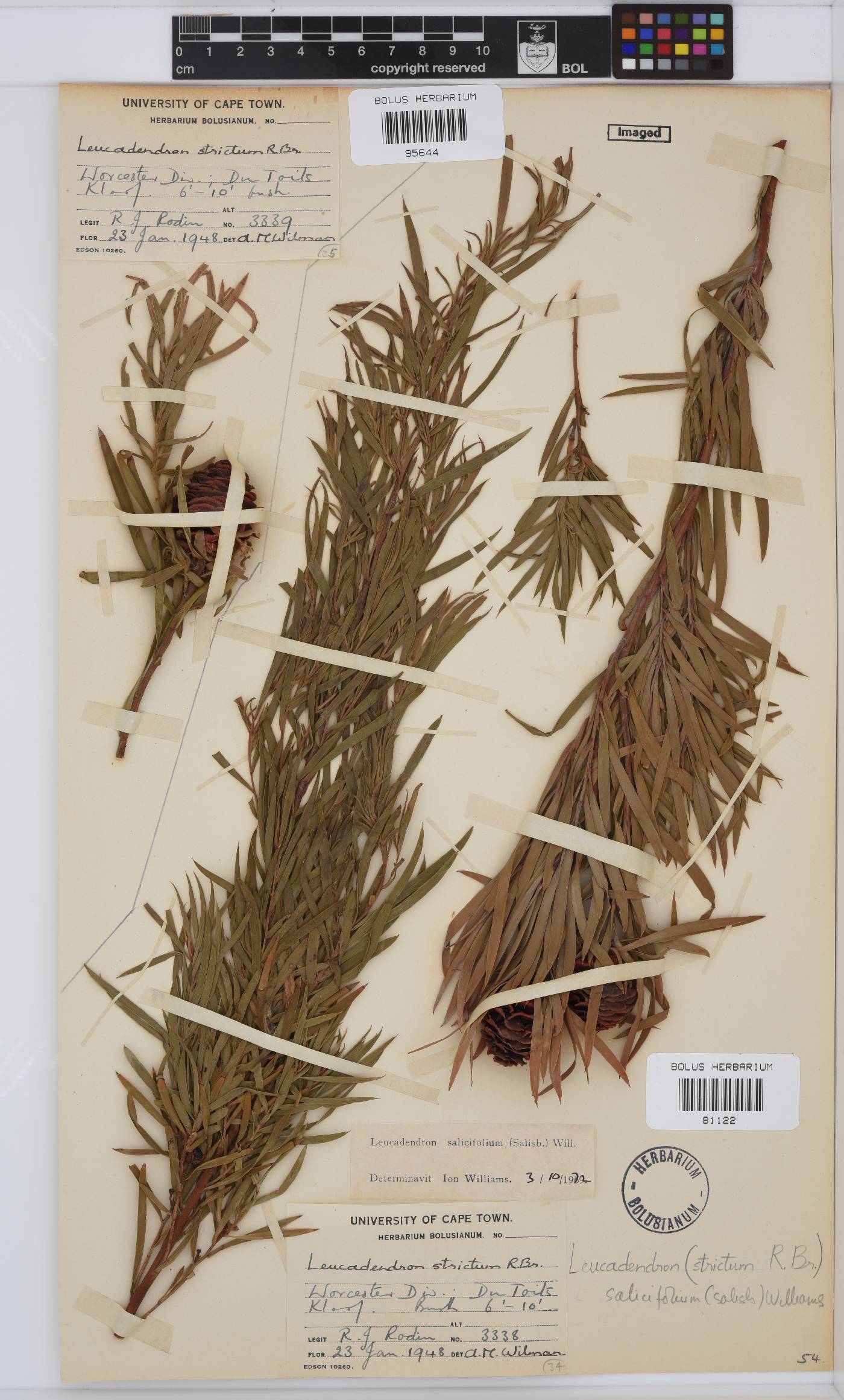 Leucadendron salicifolium image