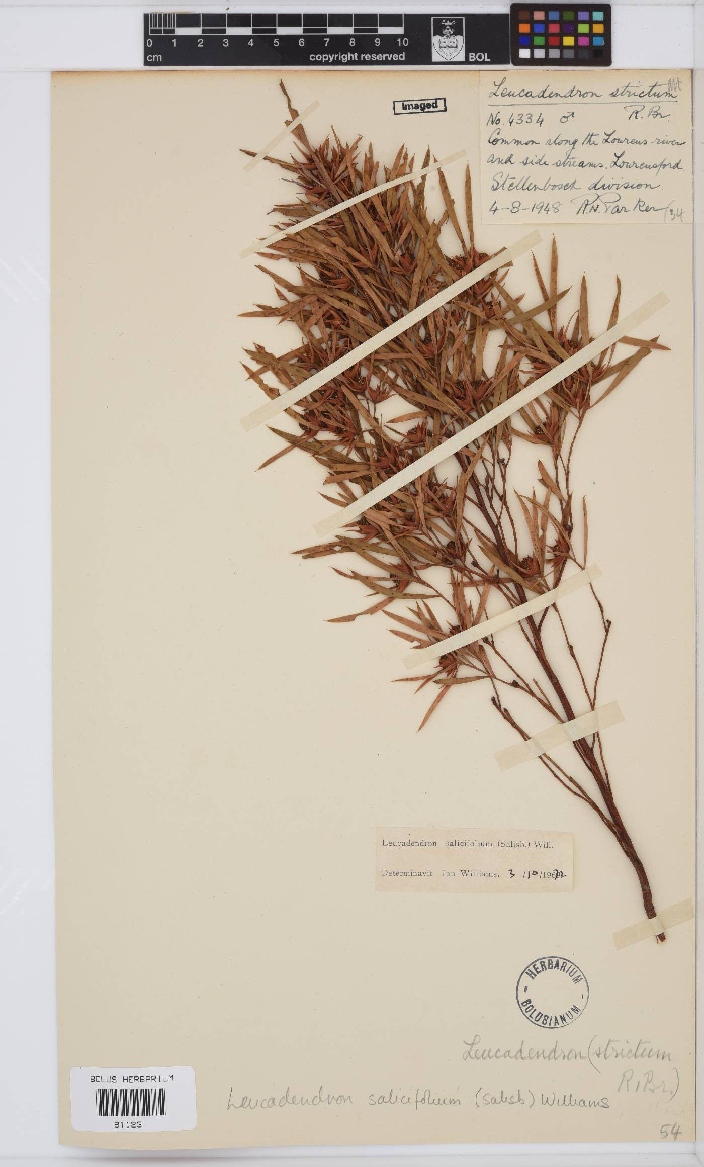 Leucadendron salicifolium image