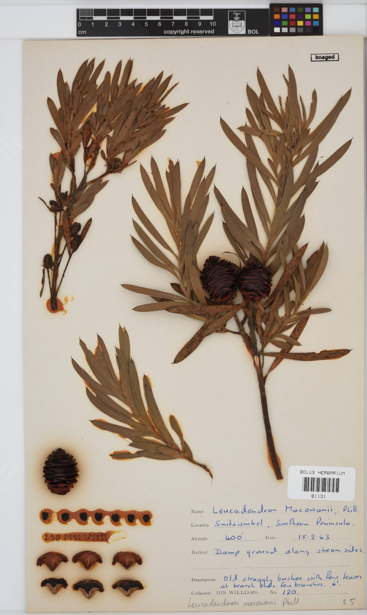 Leucadendron macowanii image
