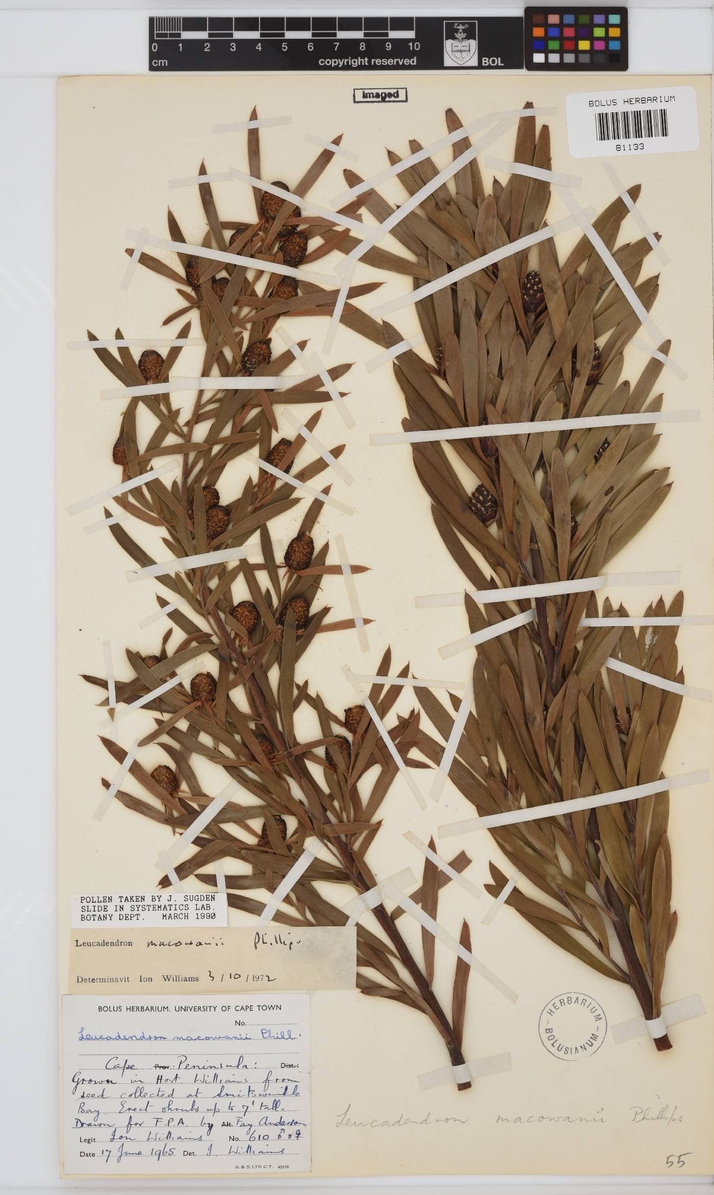 Leucadendron macowanii image