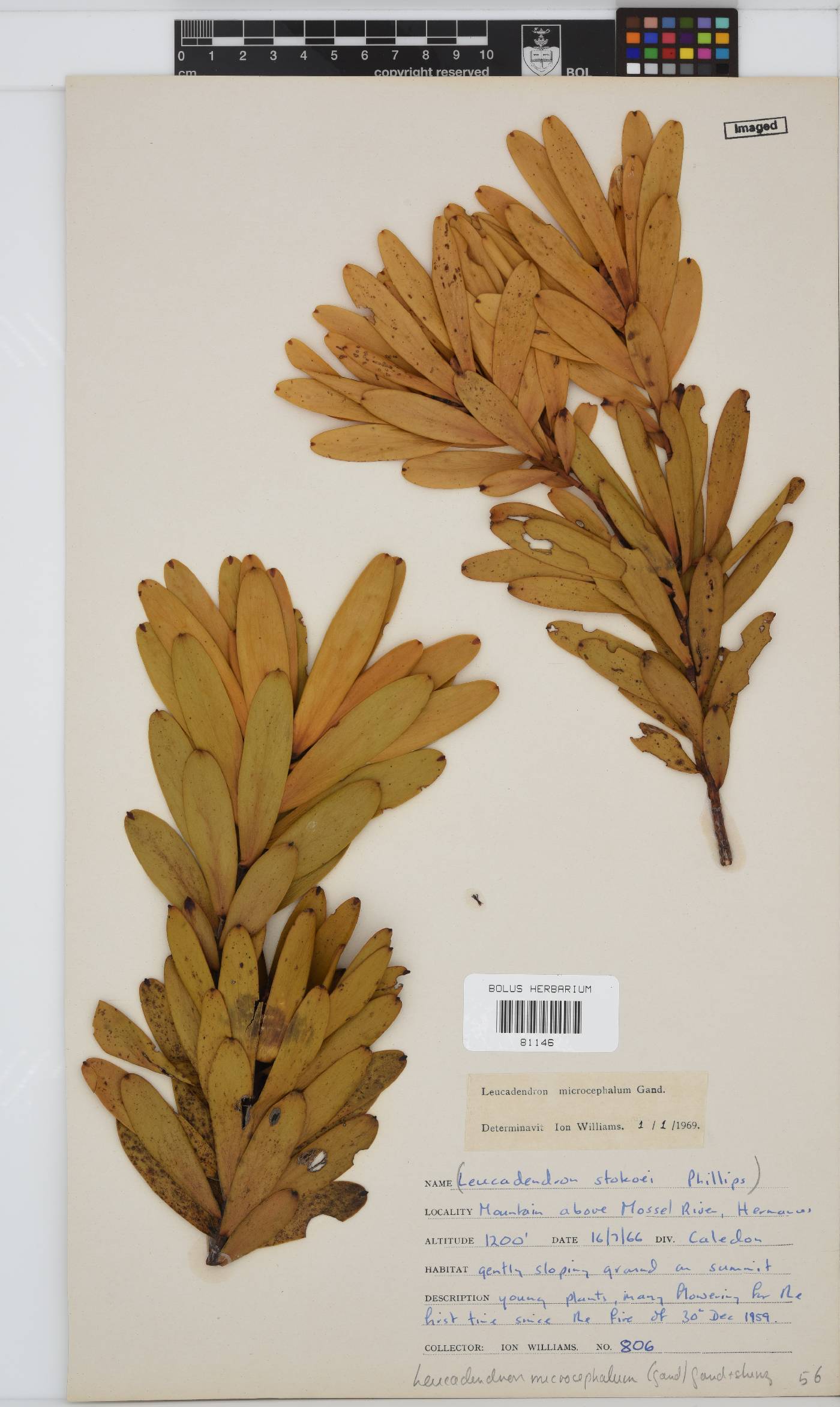 Leucadendron microcephalum image