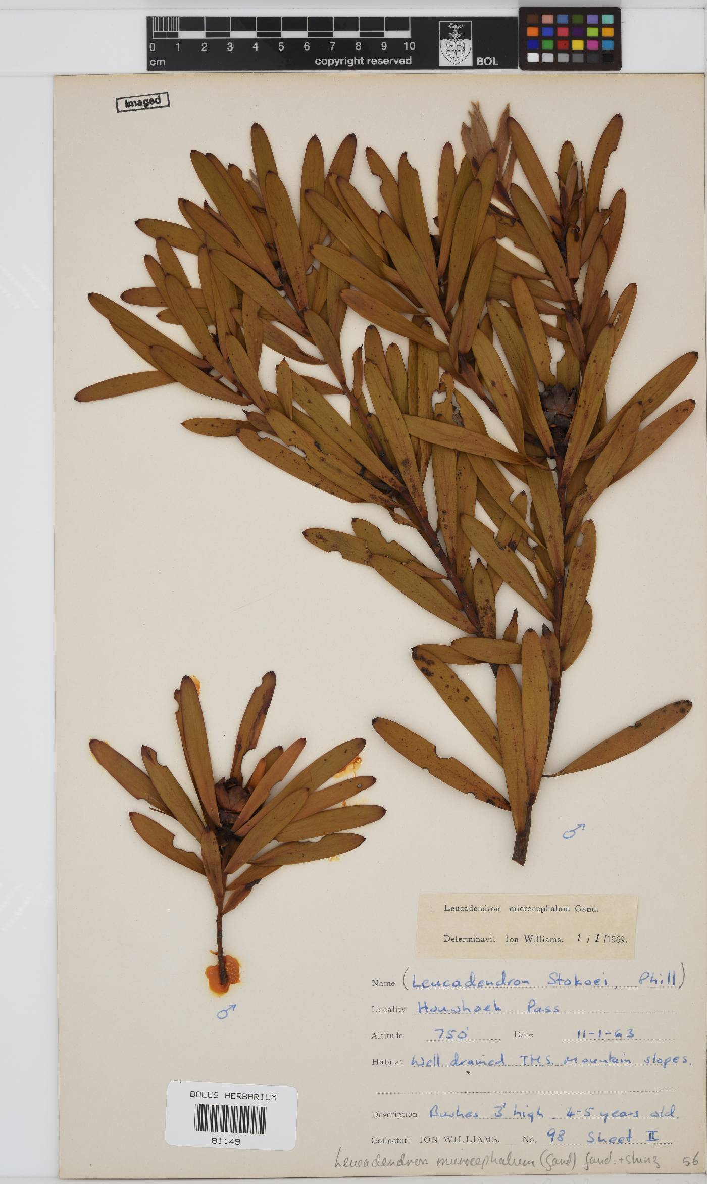 Leucadendron microcephalum image