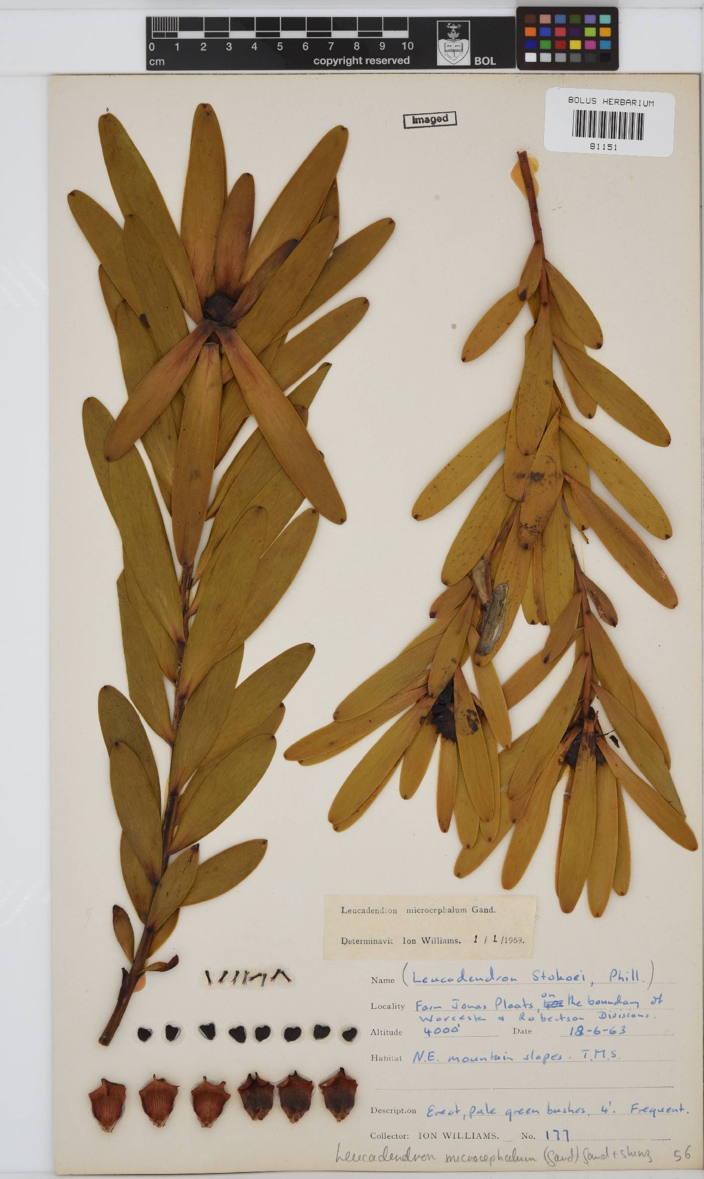 Leucadendron microcephalum image
