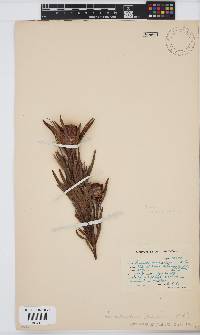 Leucadendron xanthoconus image