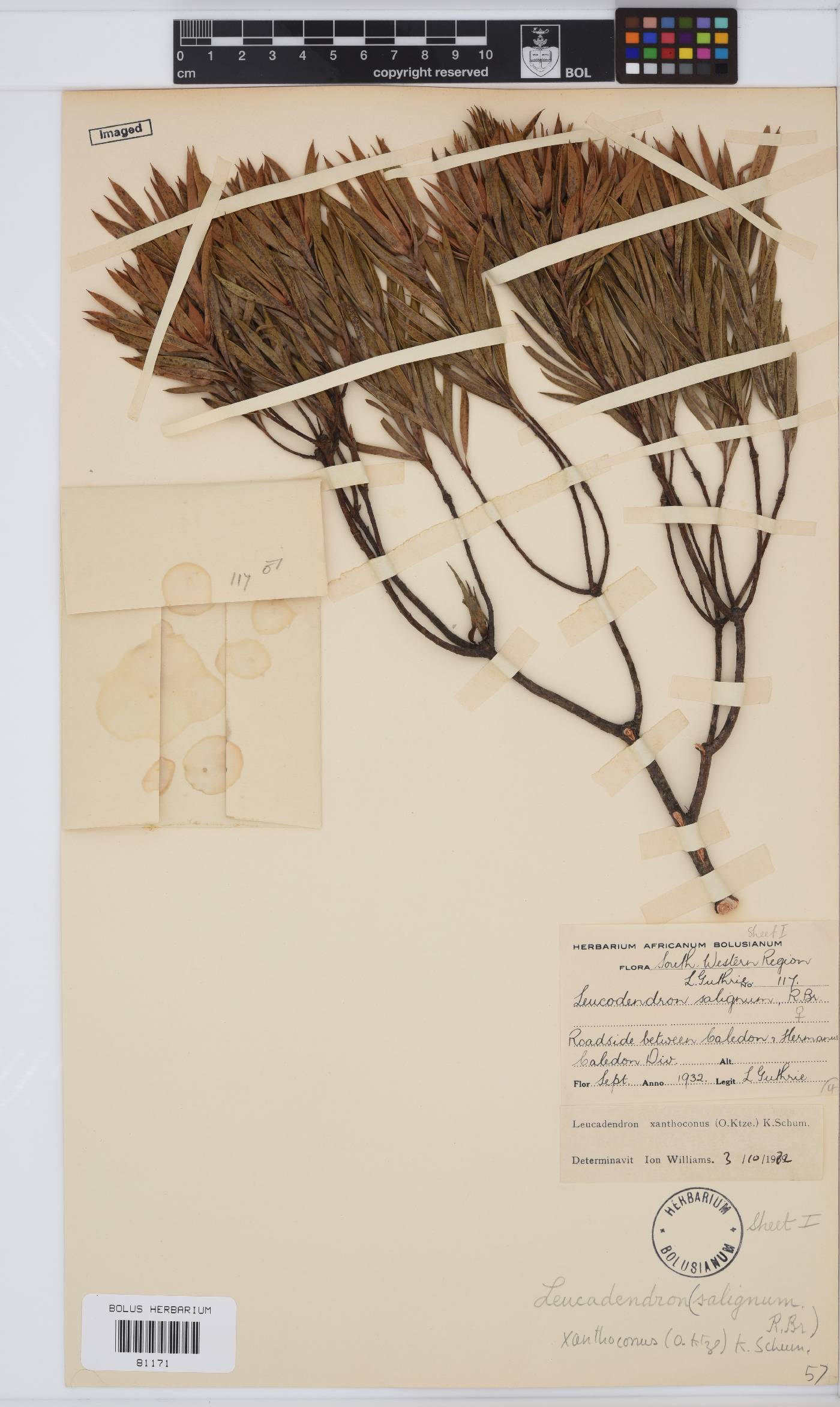 Leucadendron xanthoconus image
