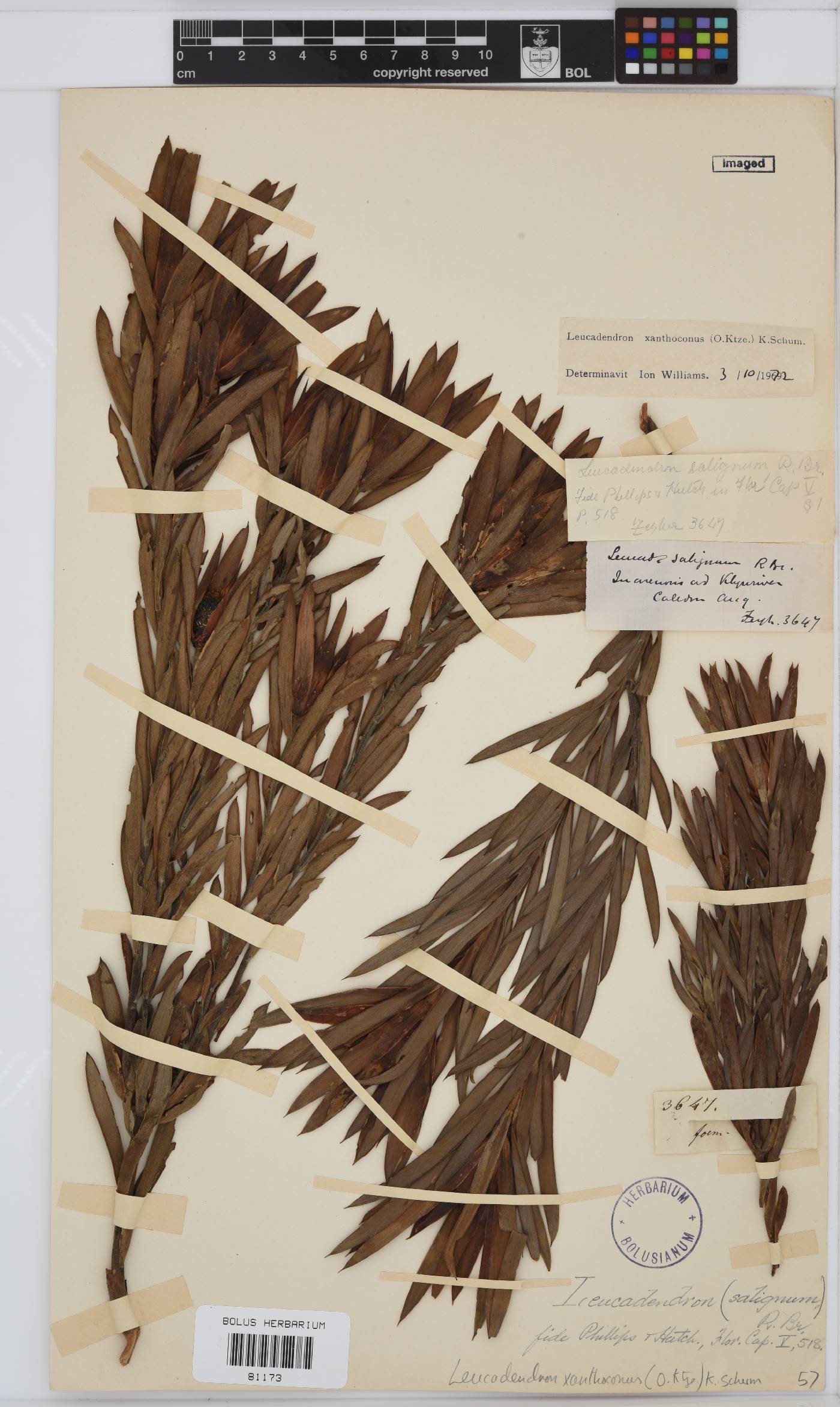 Leucadendron xanthoconus image