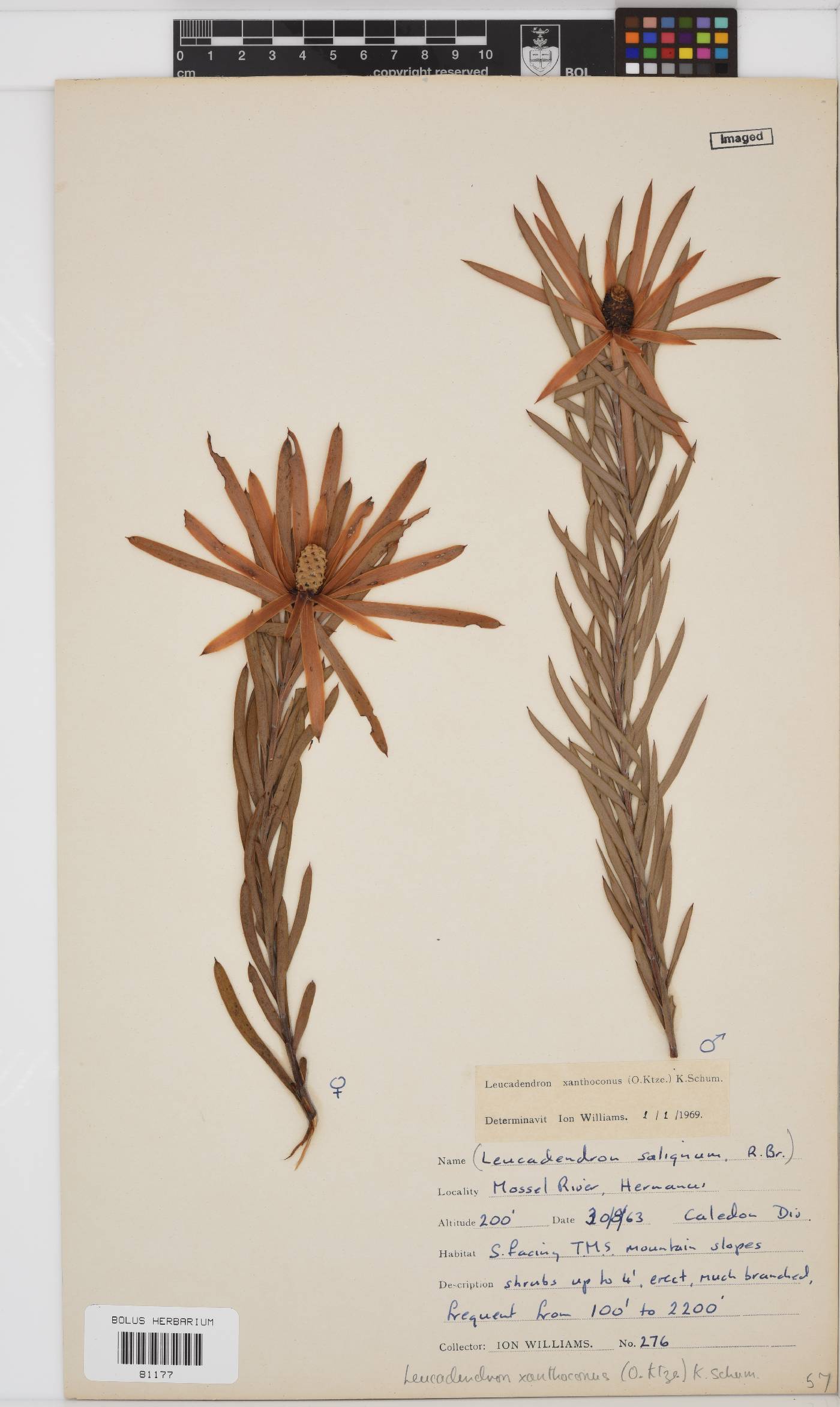 Leucadendron xanthoconus image