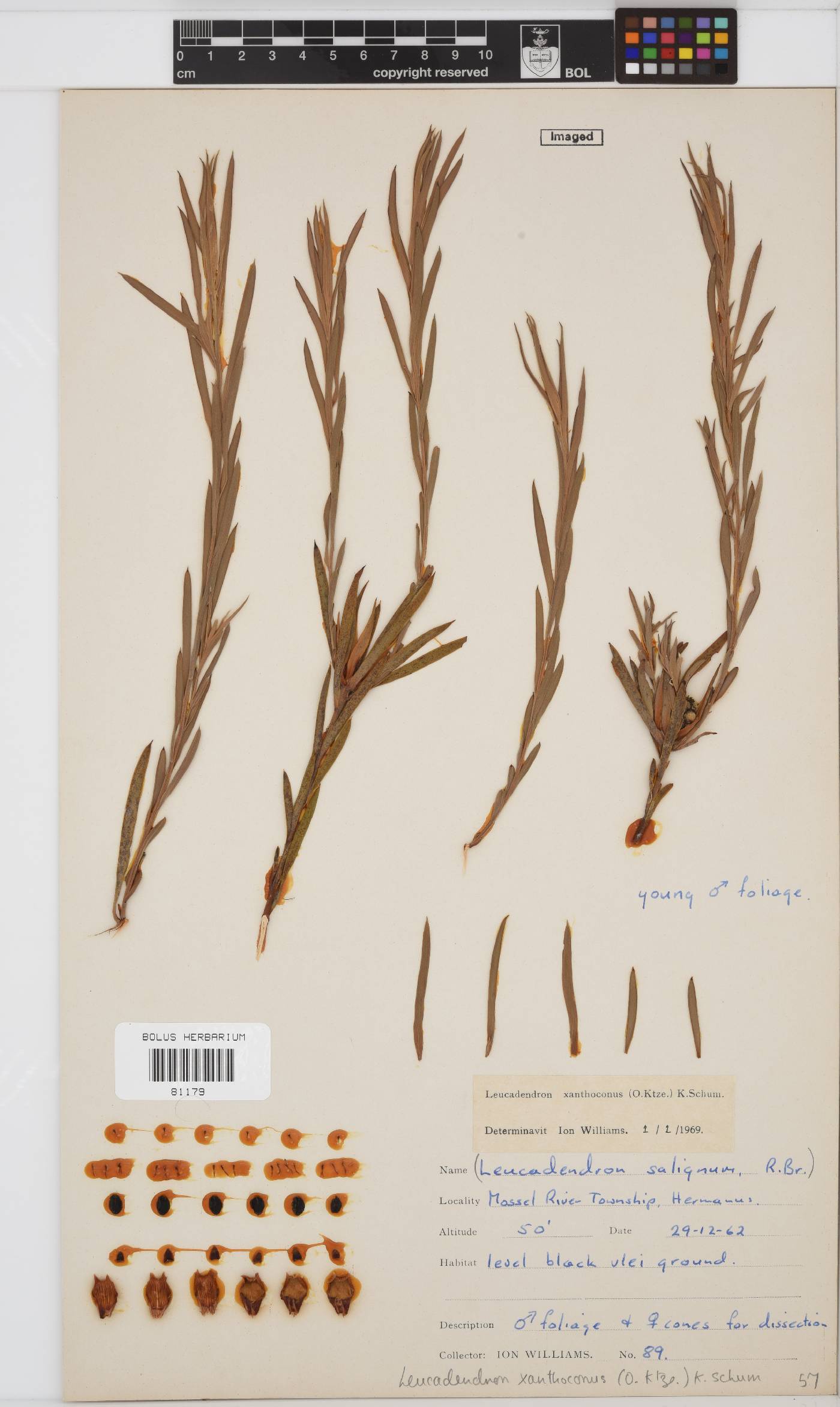 Leucadendron xanthoconus image