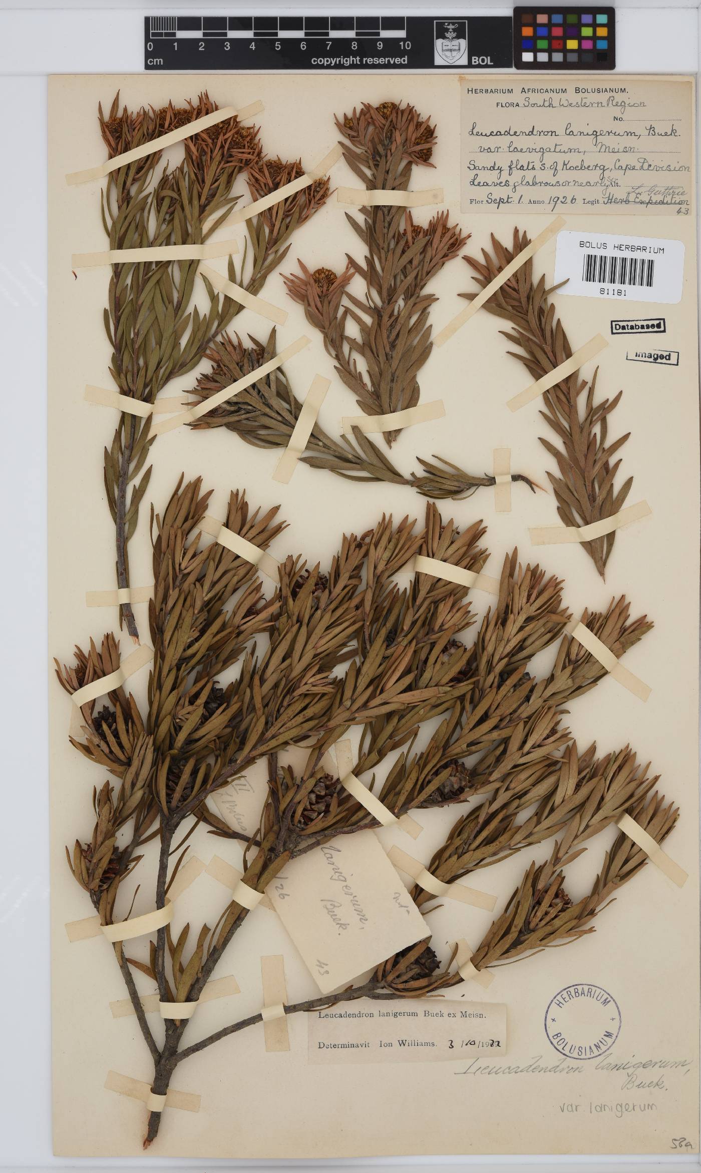 Leucadendron lanigerum image