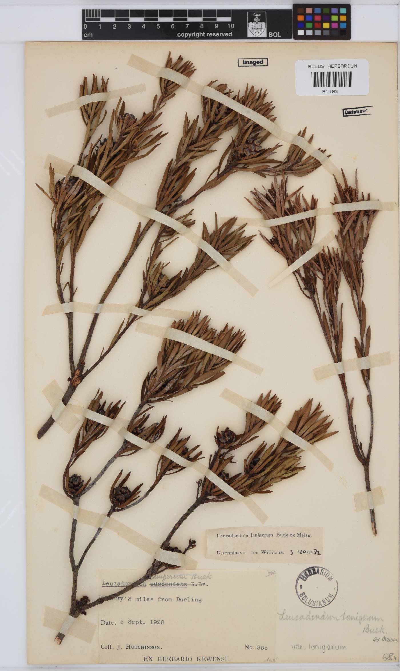 Leucadendron lanigerum image