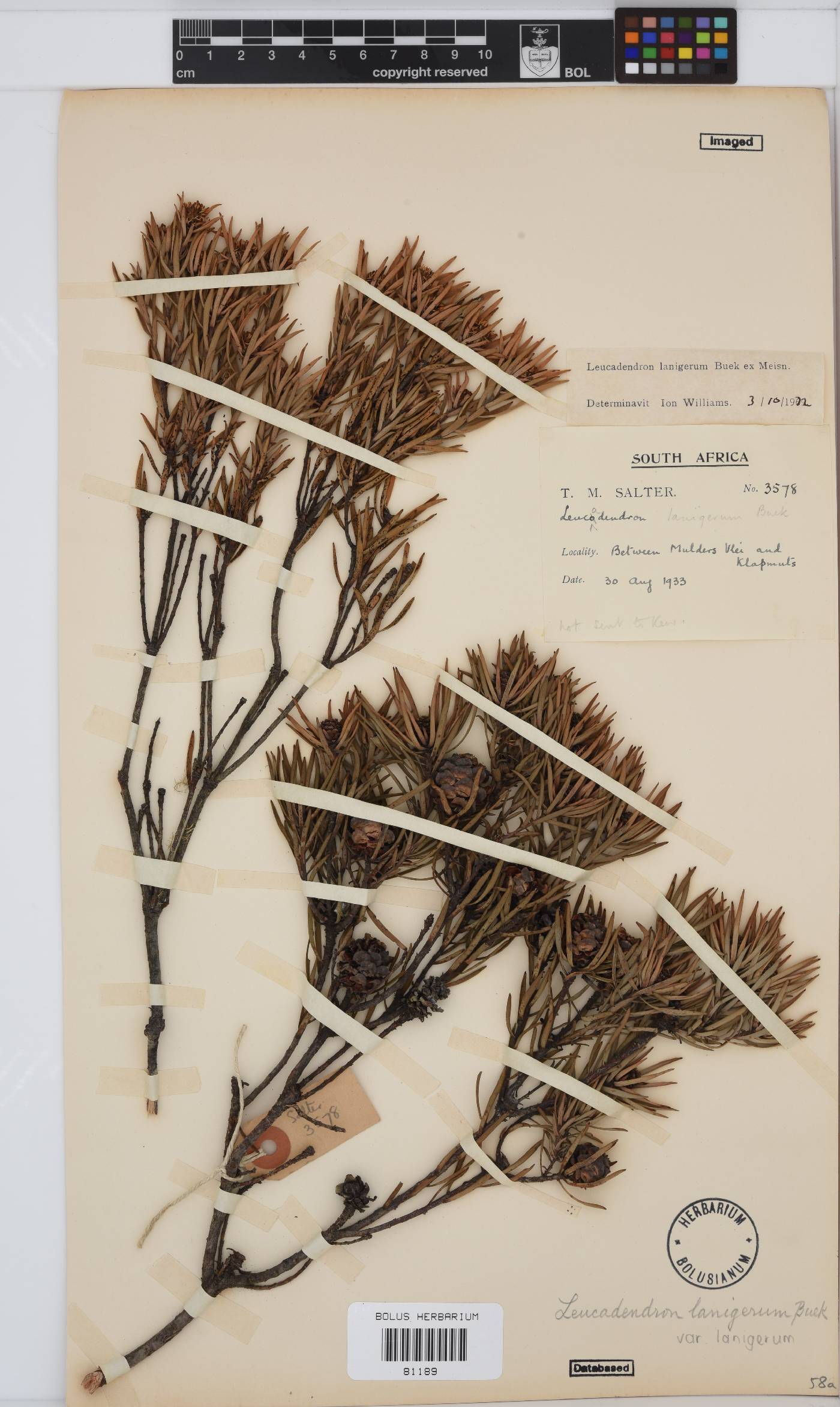 Leucadendron lanigerum image