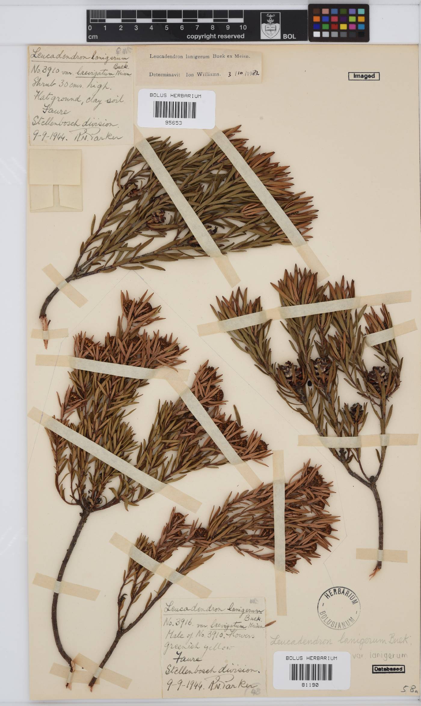 Leucadendron lanigerum var. lanigerum image