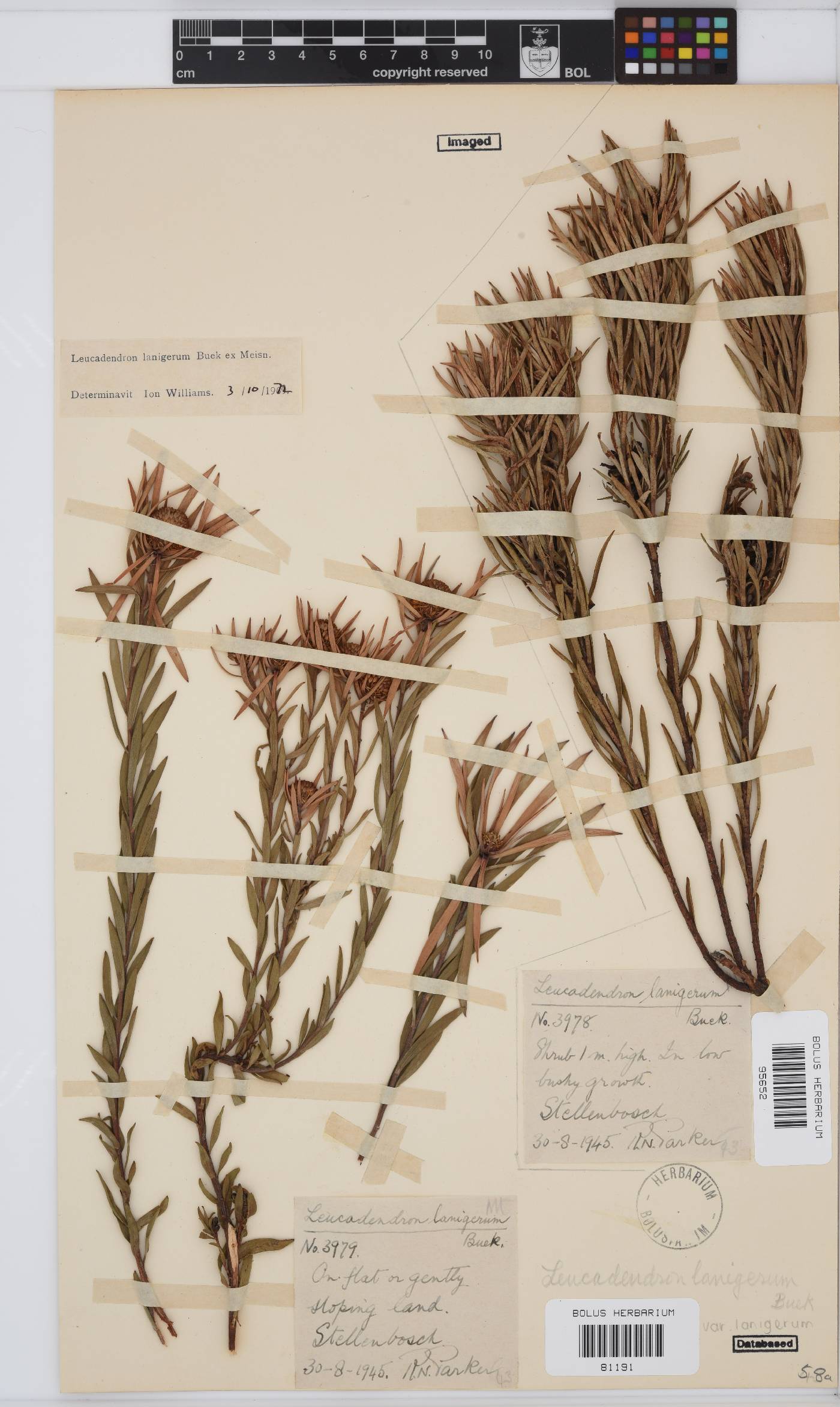 Leucadendron lanigerum var. lanigerum image
