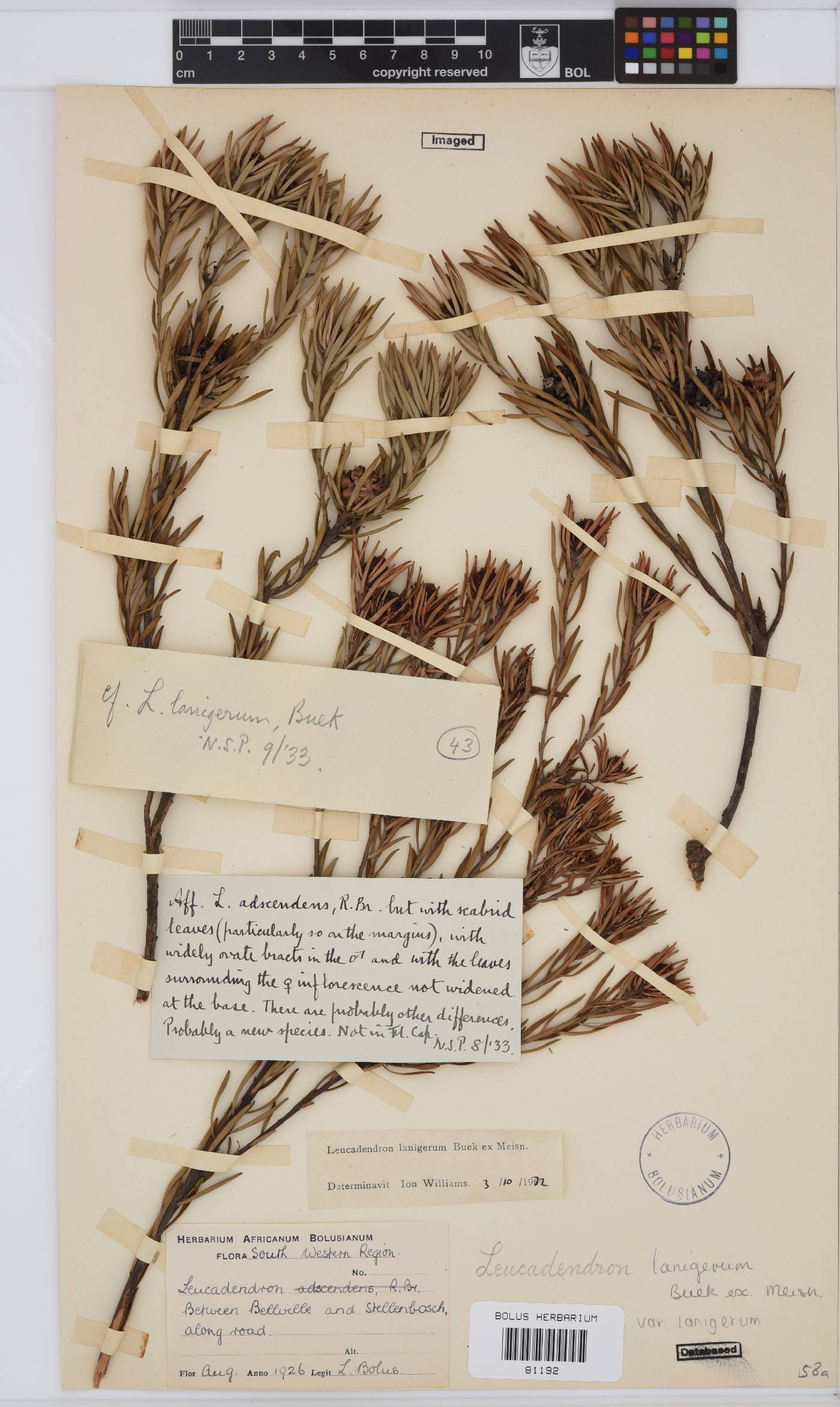 Leucadendron lanigerum var. lanigerum image