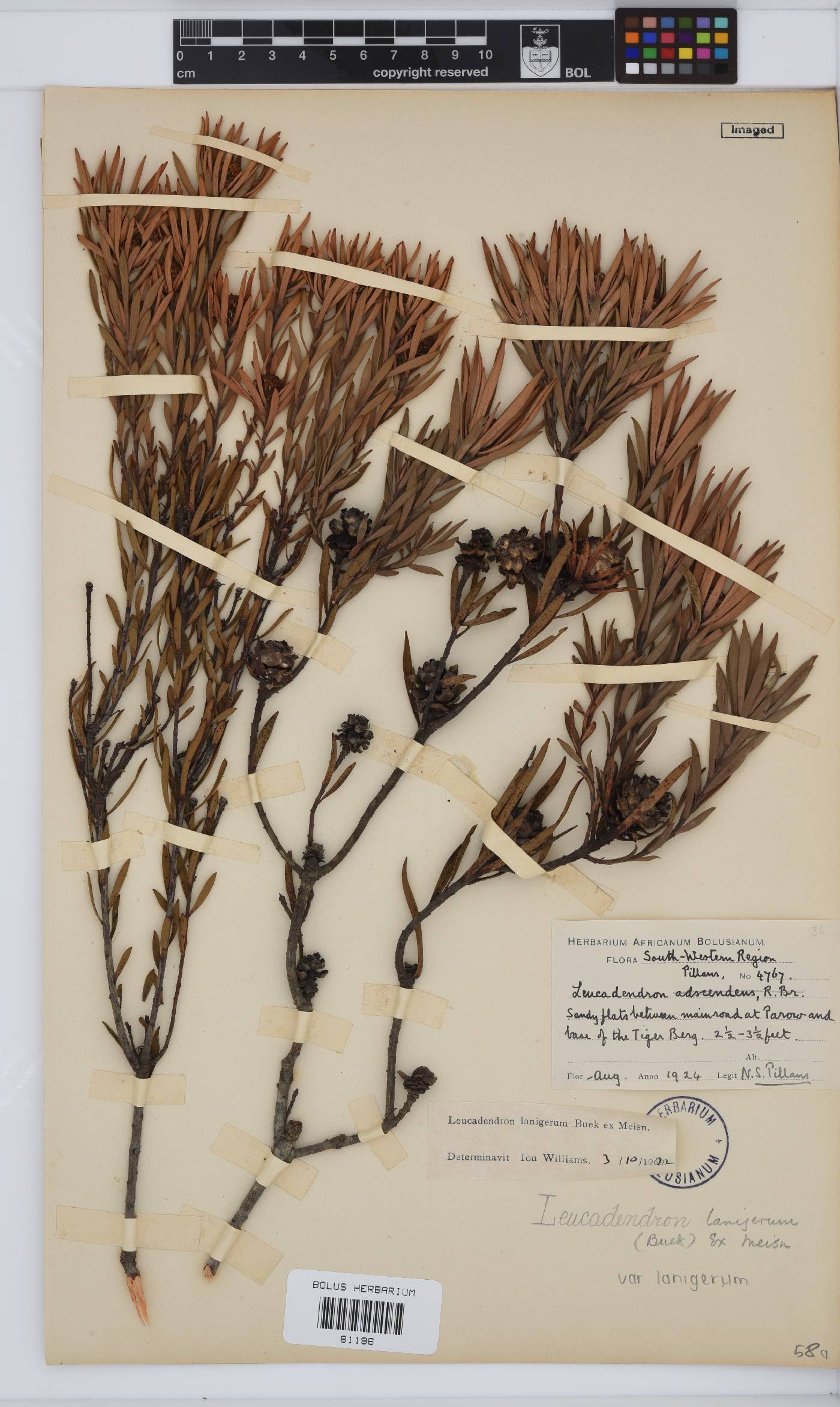 Leucadendron lanigerum image