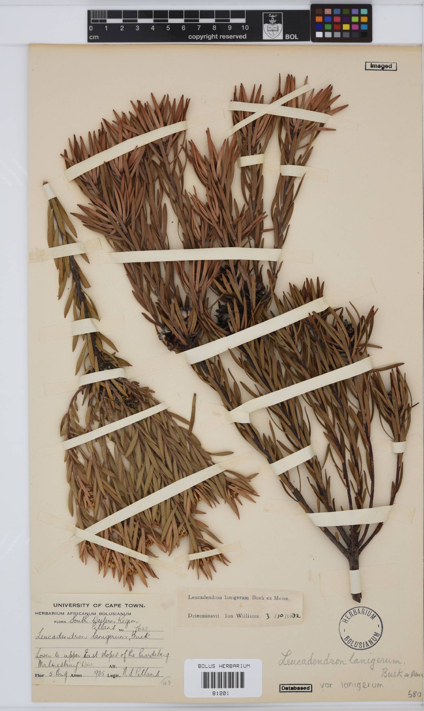 Leucadendron lanigerum image