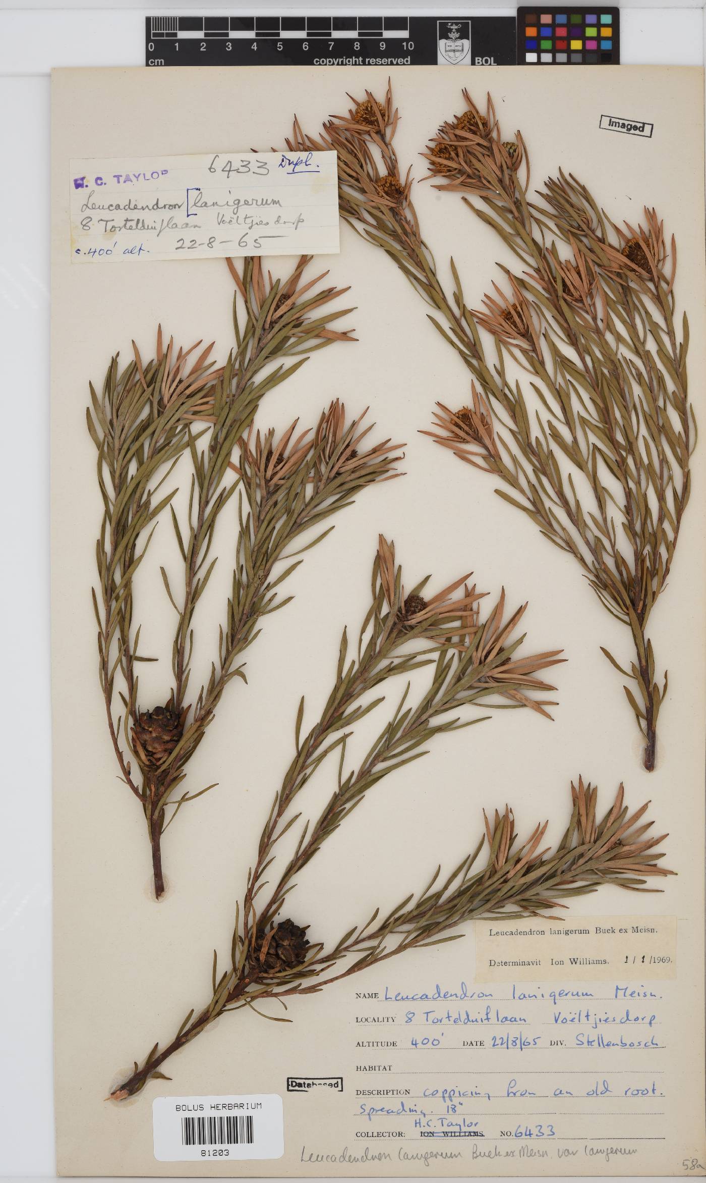Leucadendron lanigerum var. lanigerum image