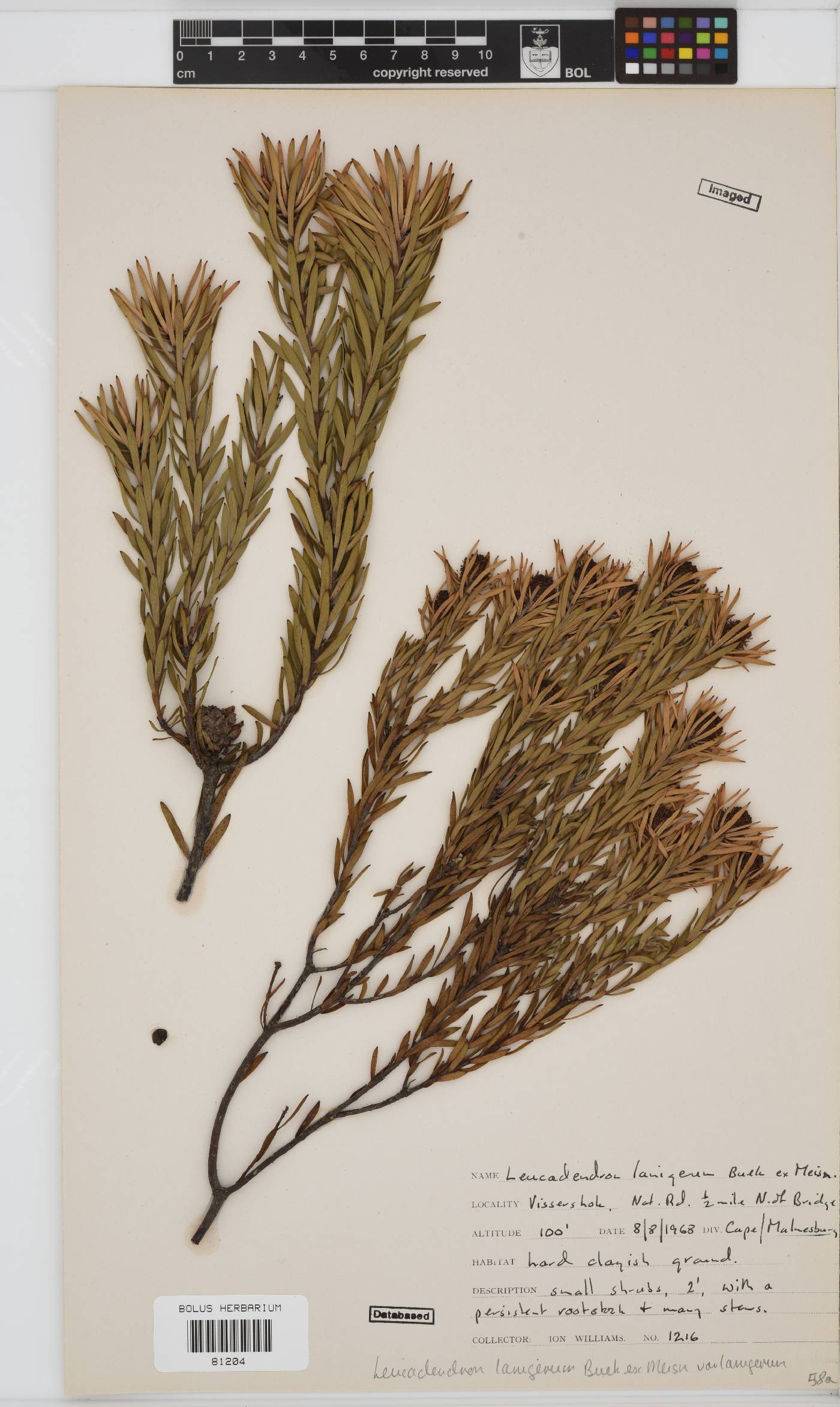 Leucadendron lanigerum image