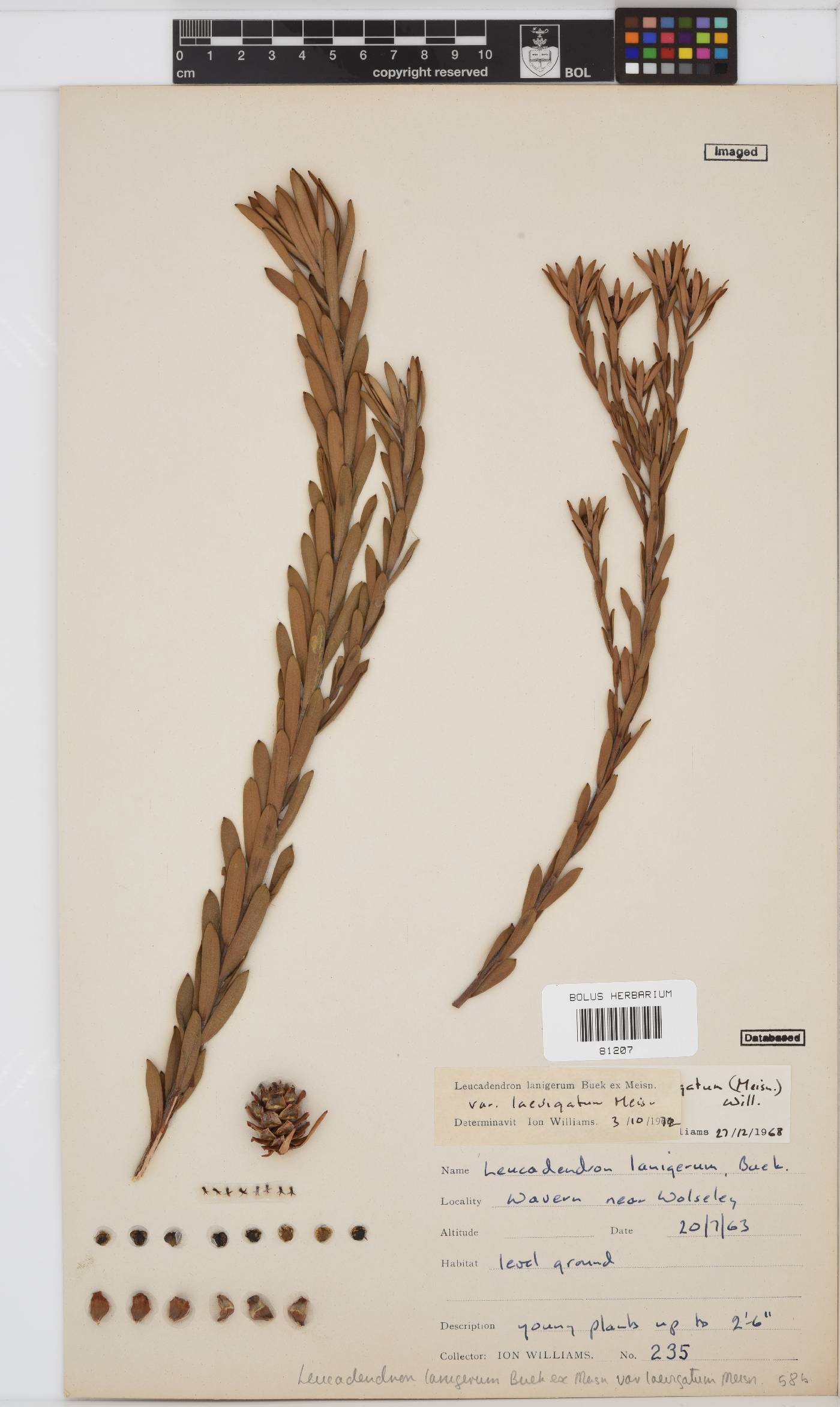 Leucadendron lanigerum var. laevigatum image