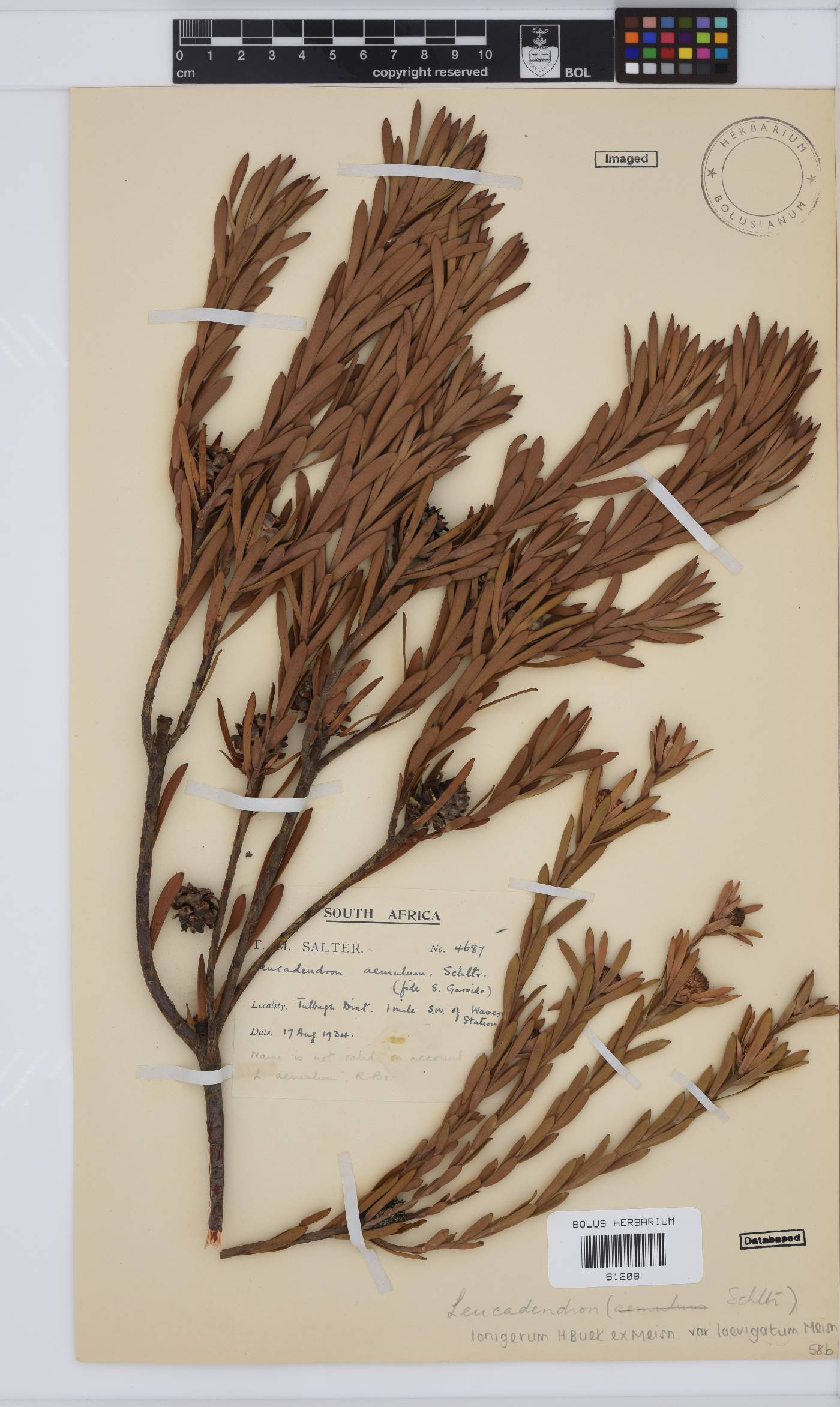 Leucadendron lanigerum var. laevigatum image