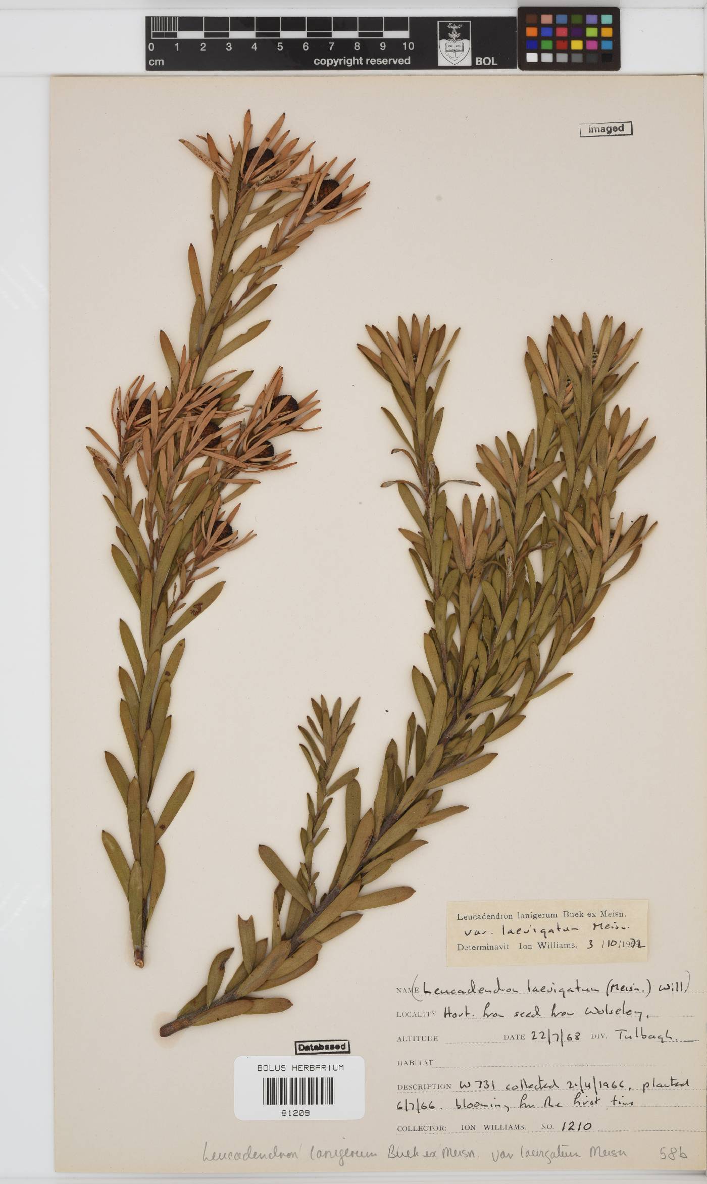 Leucadendron lanigerum var. laevigatum image