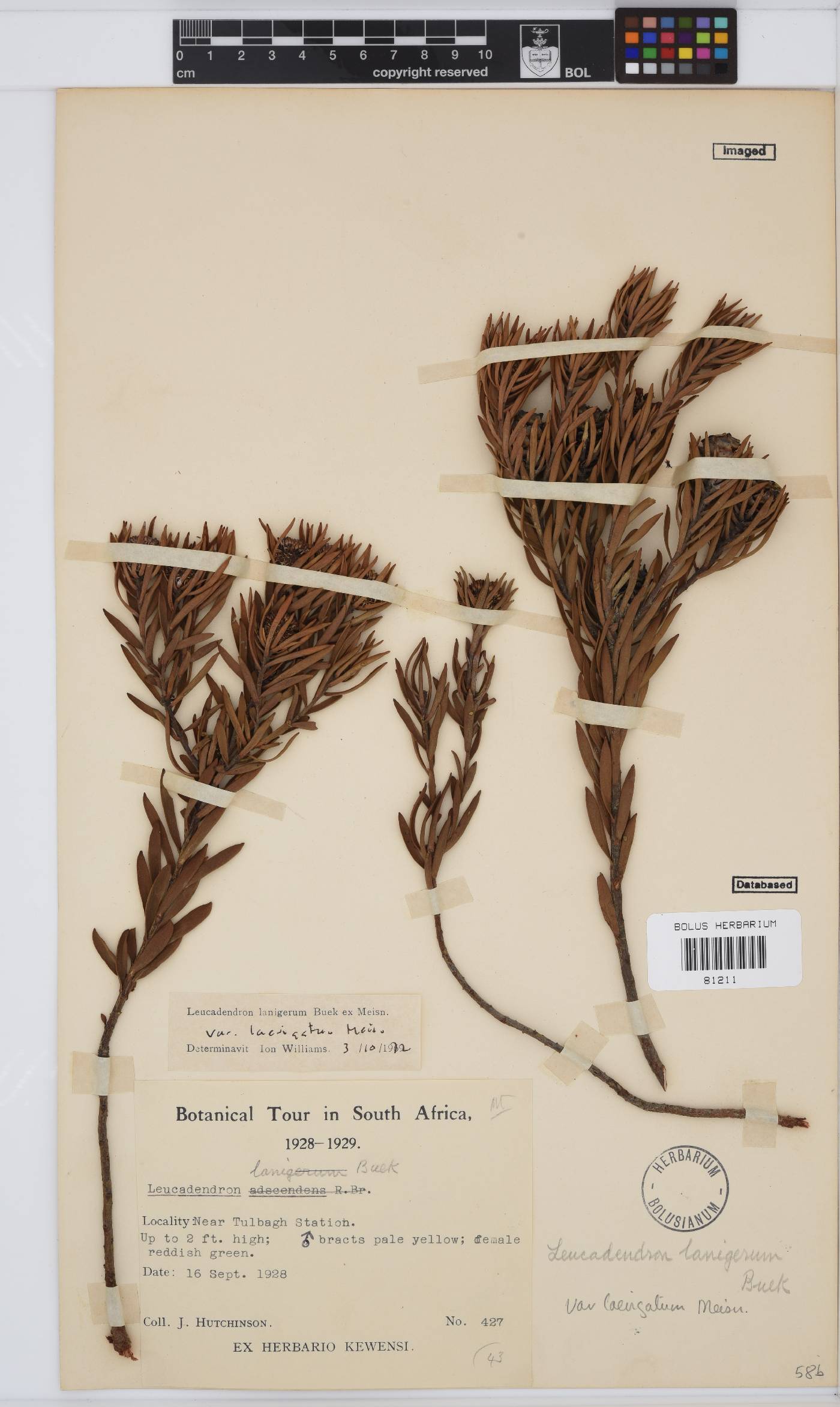 Leucadendron lanigerum var. laevigatum image