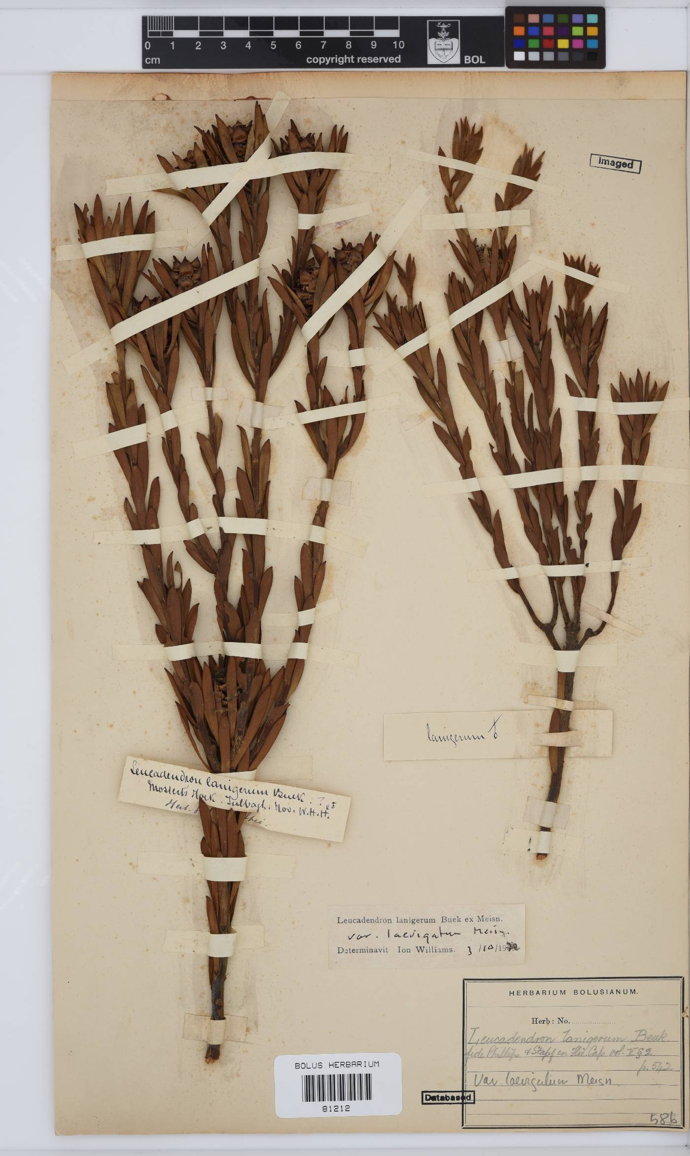 Leucadendron lanigerum var. laevigatum image