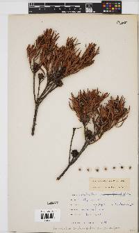 Leucadendron lanigerum image