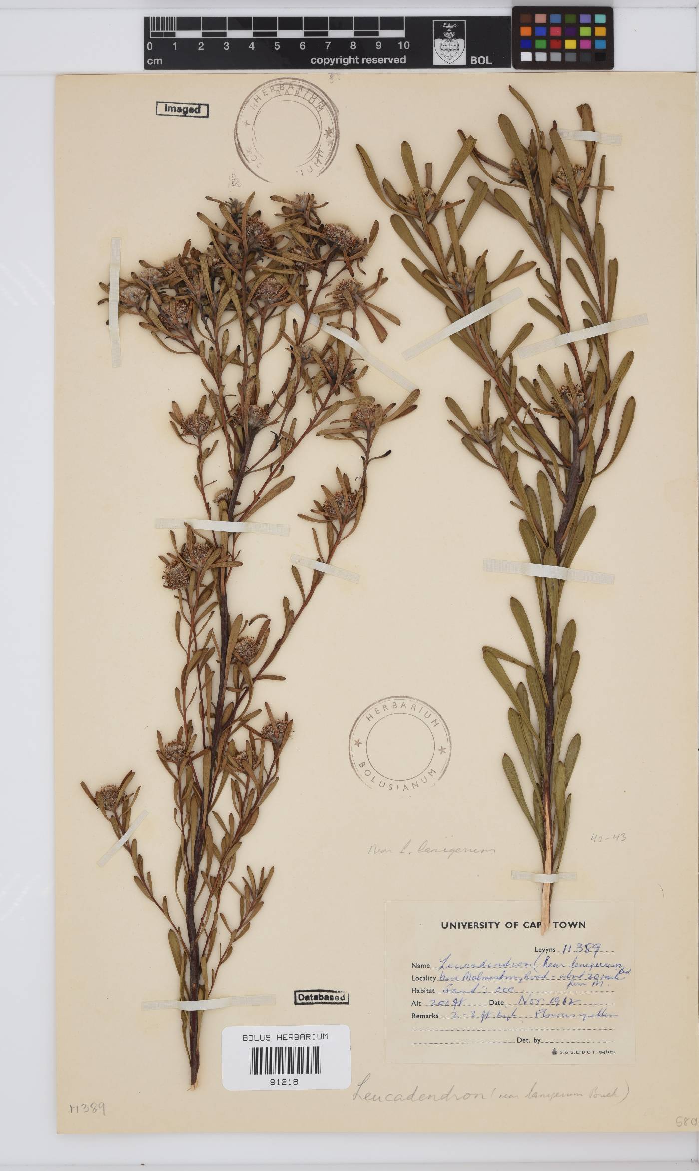 Leucadendron lanigerum image
