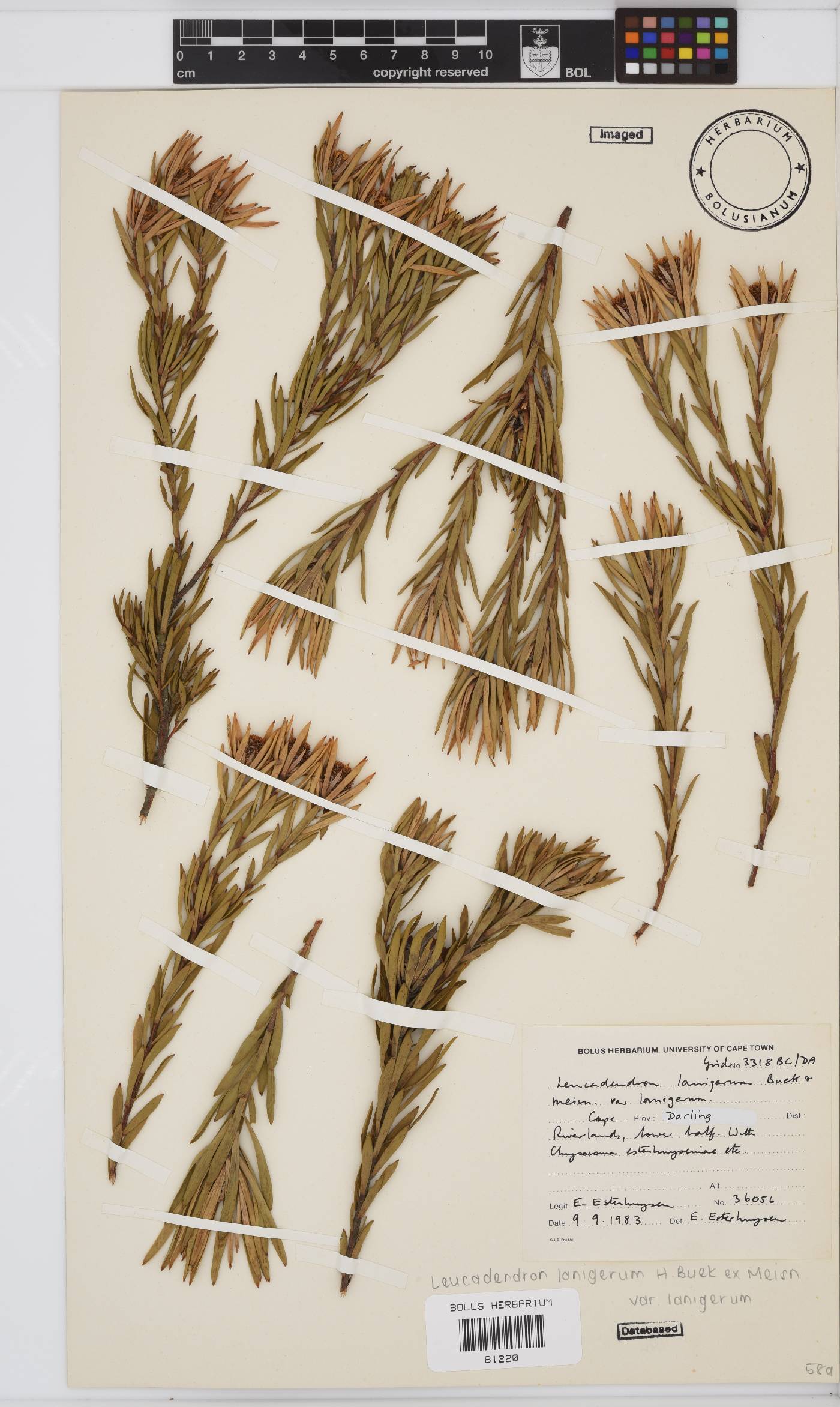 Leucadendron lanigerum image