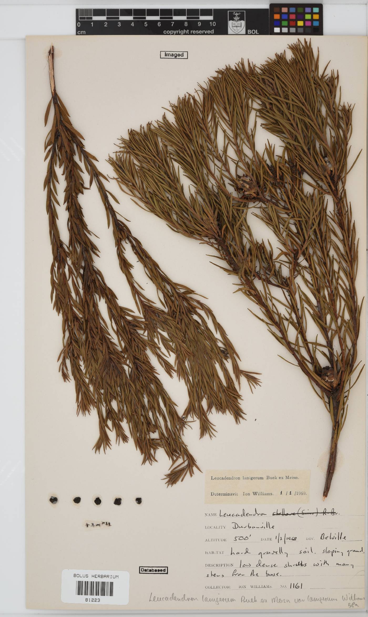 Leucadendron lanigerum image