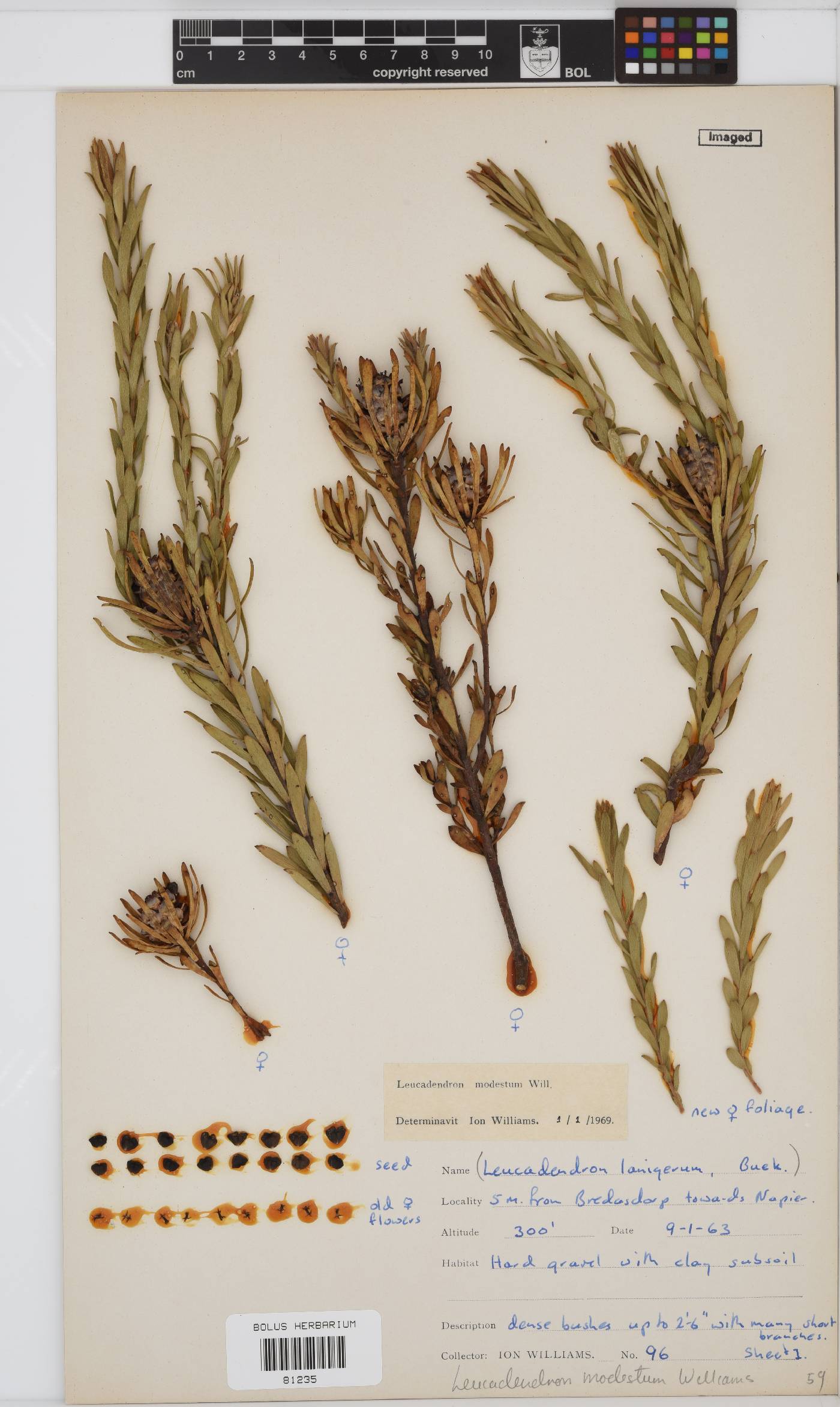 Leucadendron modestum image