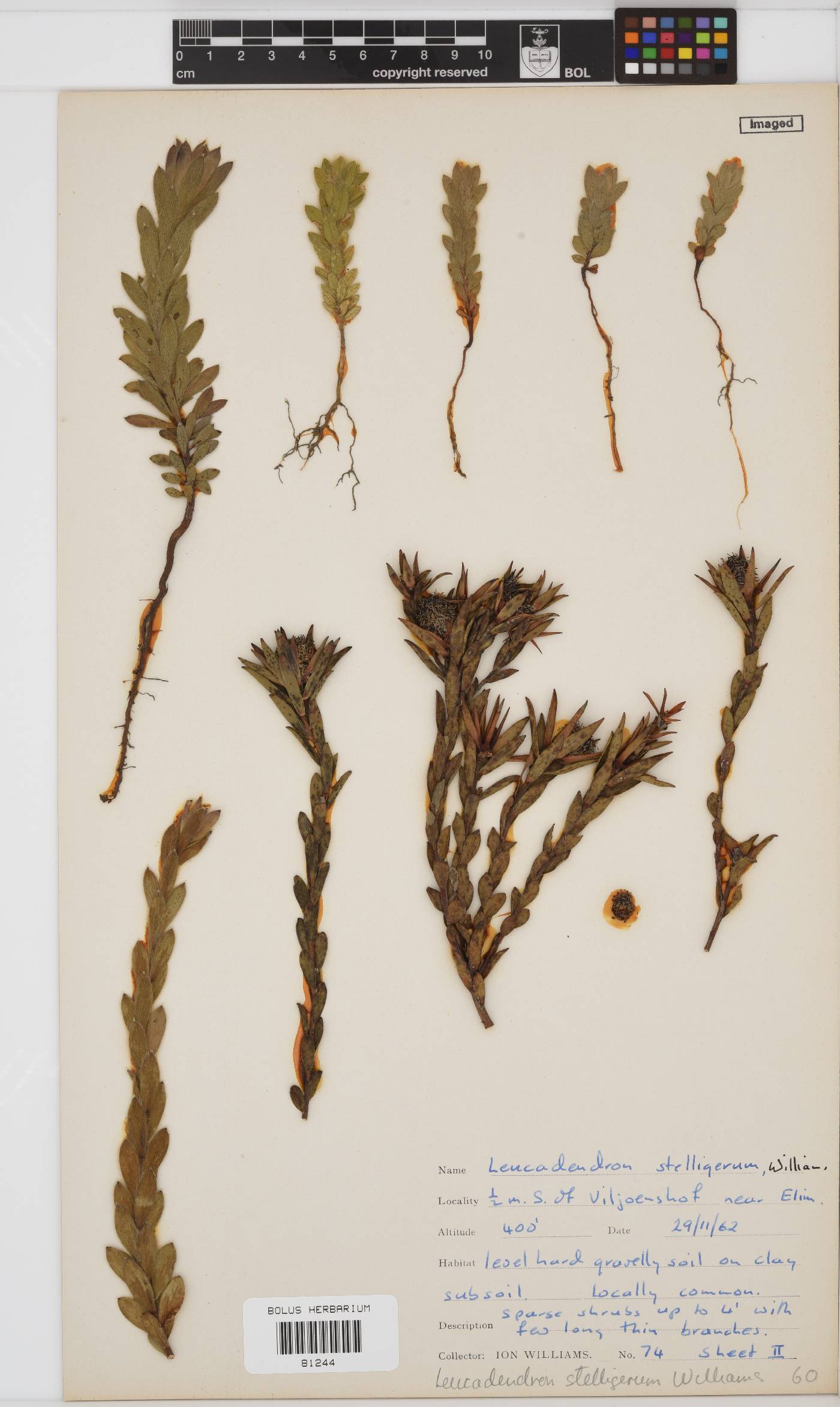 Leucadendron stelligerum image