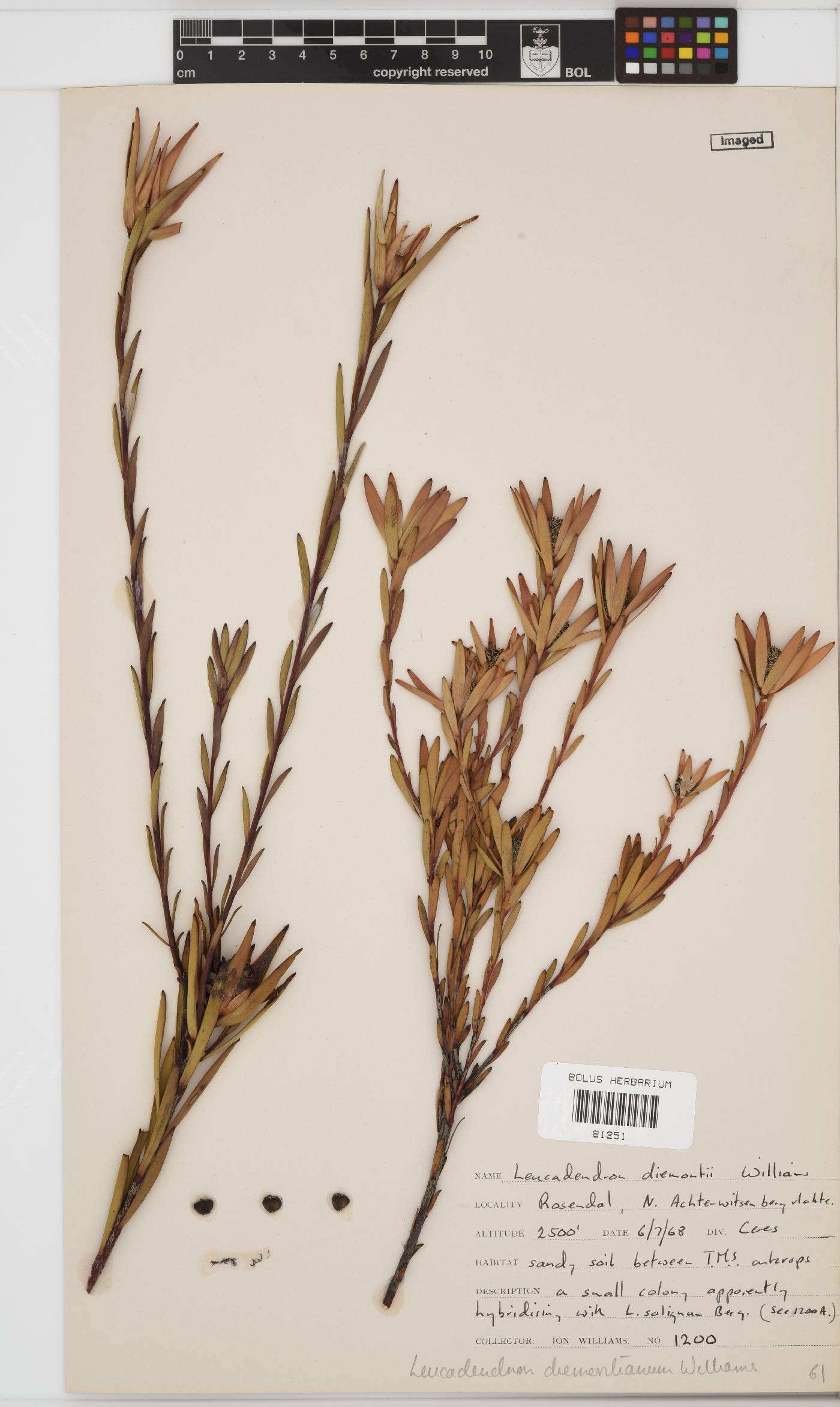 Leucadendron diemontianum image